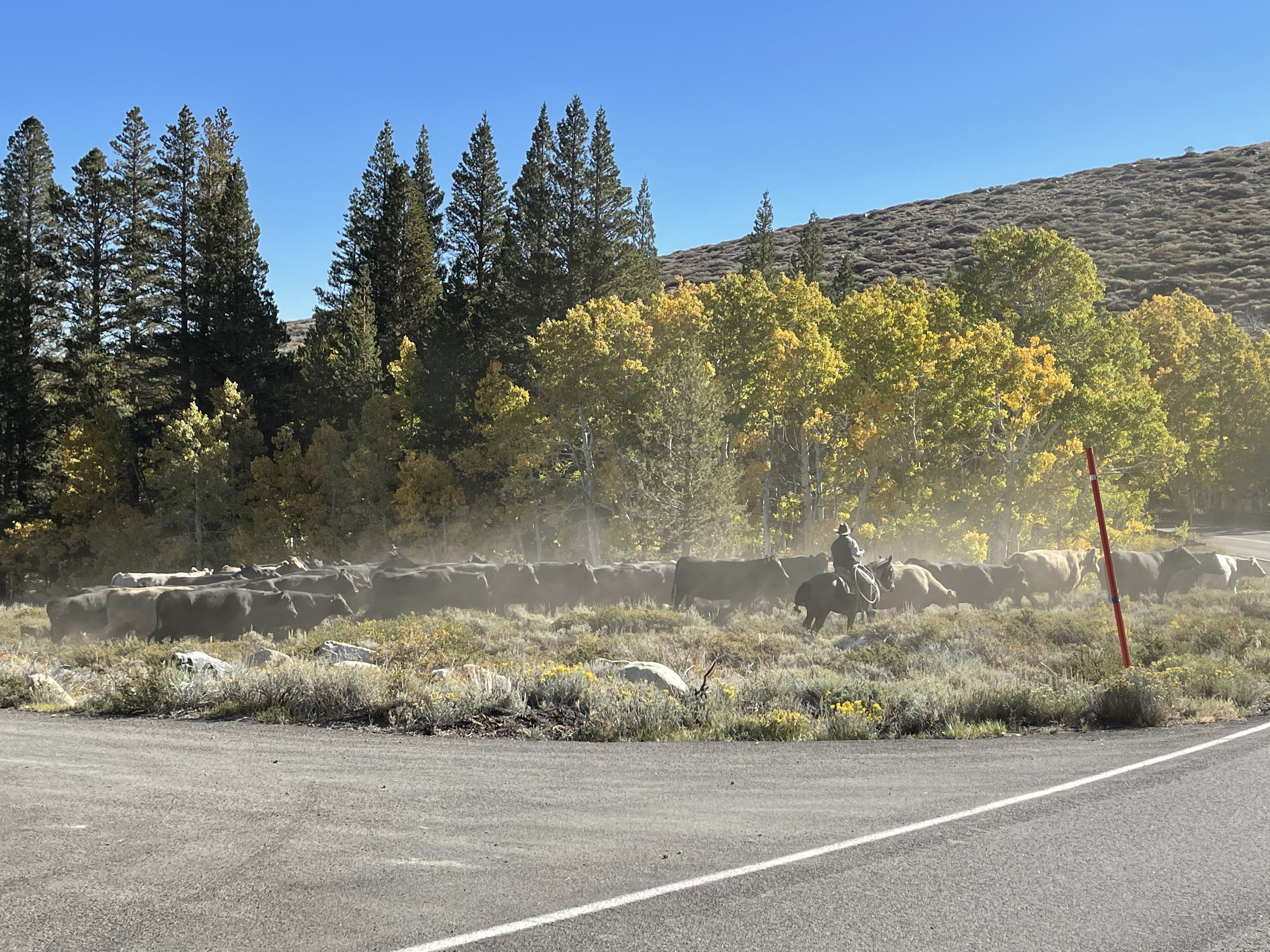 Virginia Lakes Trail