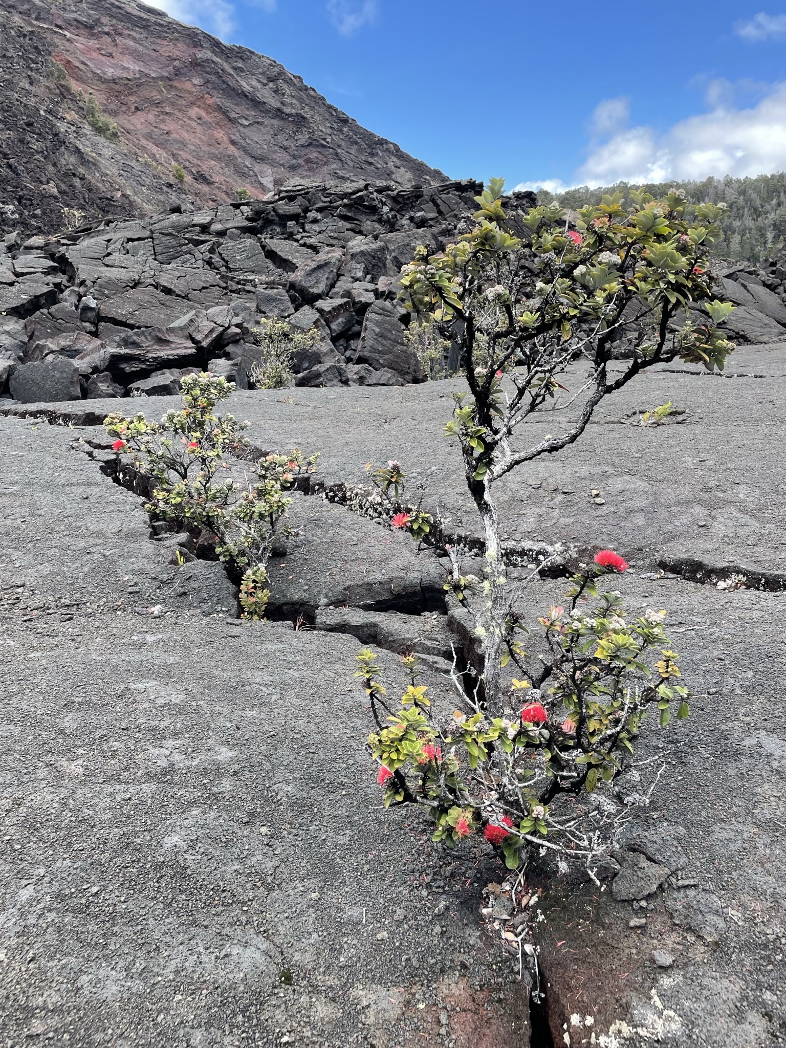 Kilauea Iki Trail 