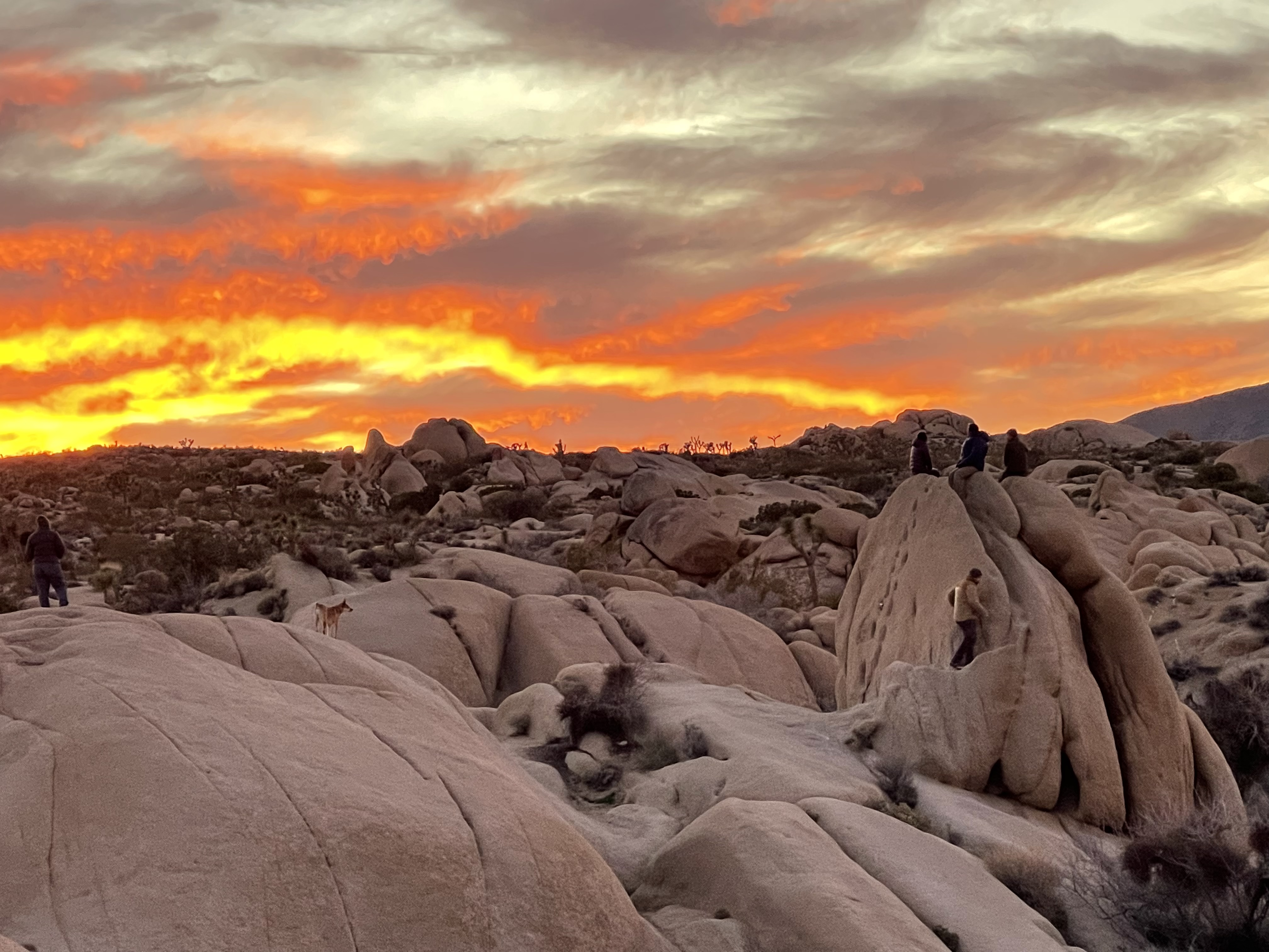 Camp at Joshua Tree's Jumbo Rocks