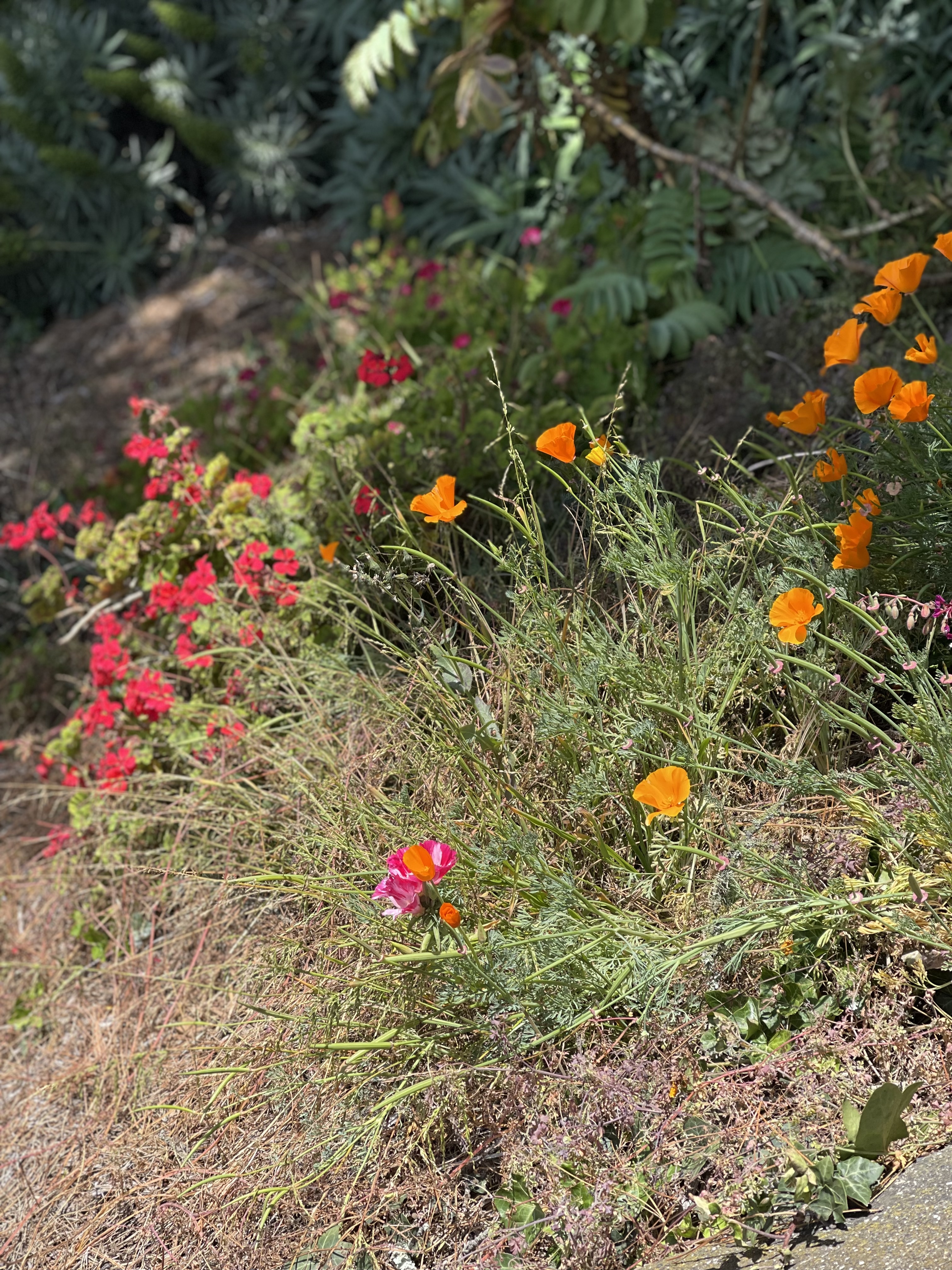 San Francisco Crosstown Trail