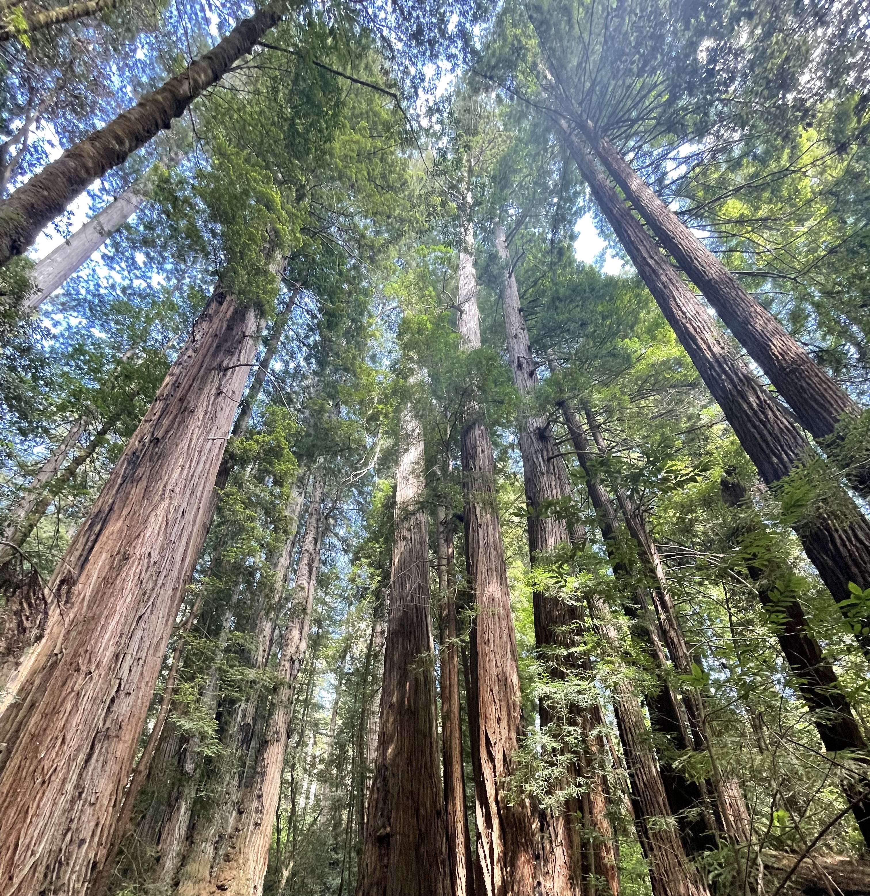 Avenue of the Giants