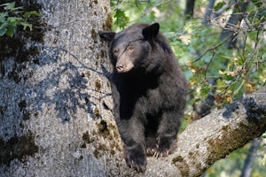 Who is keeping Yosemite bears wild? And how?