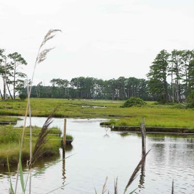 Wildlife Pond Loop