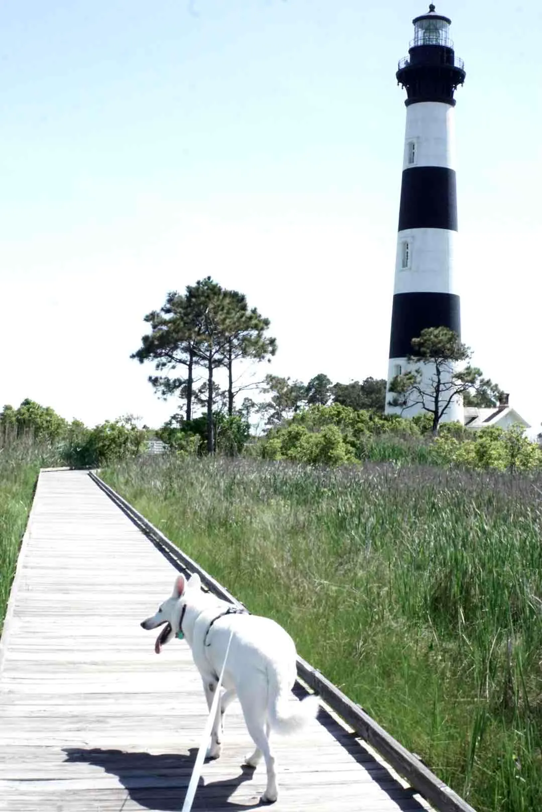 Photograph Bodie Island Lighthouse