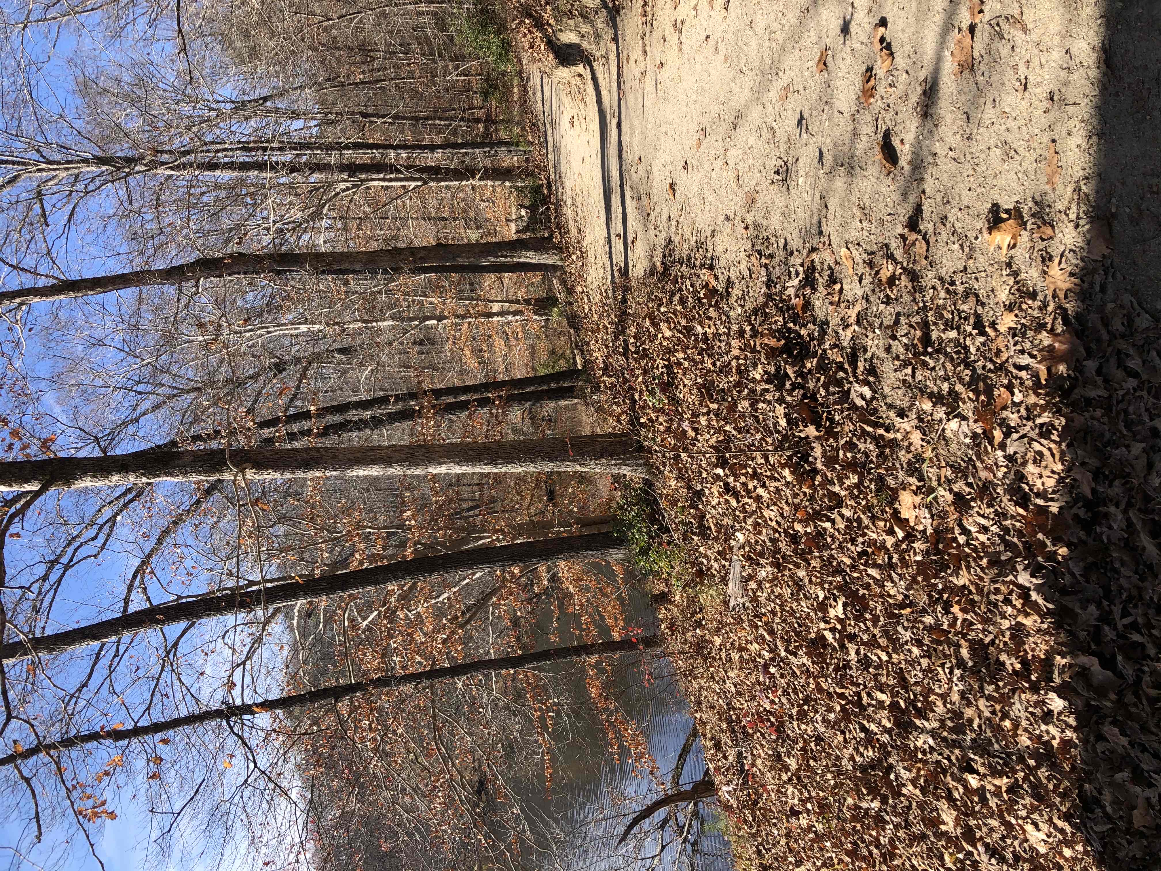 Co-op Trail