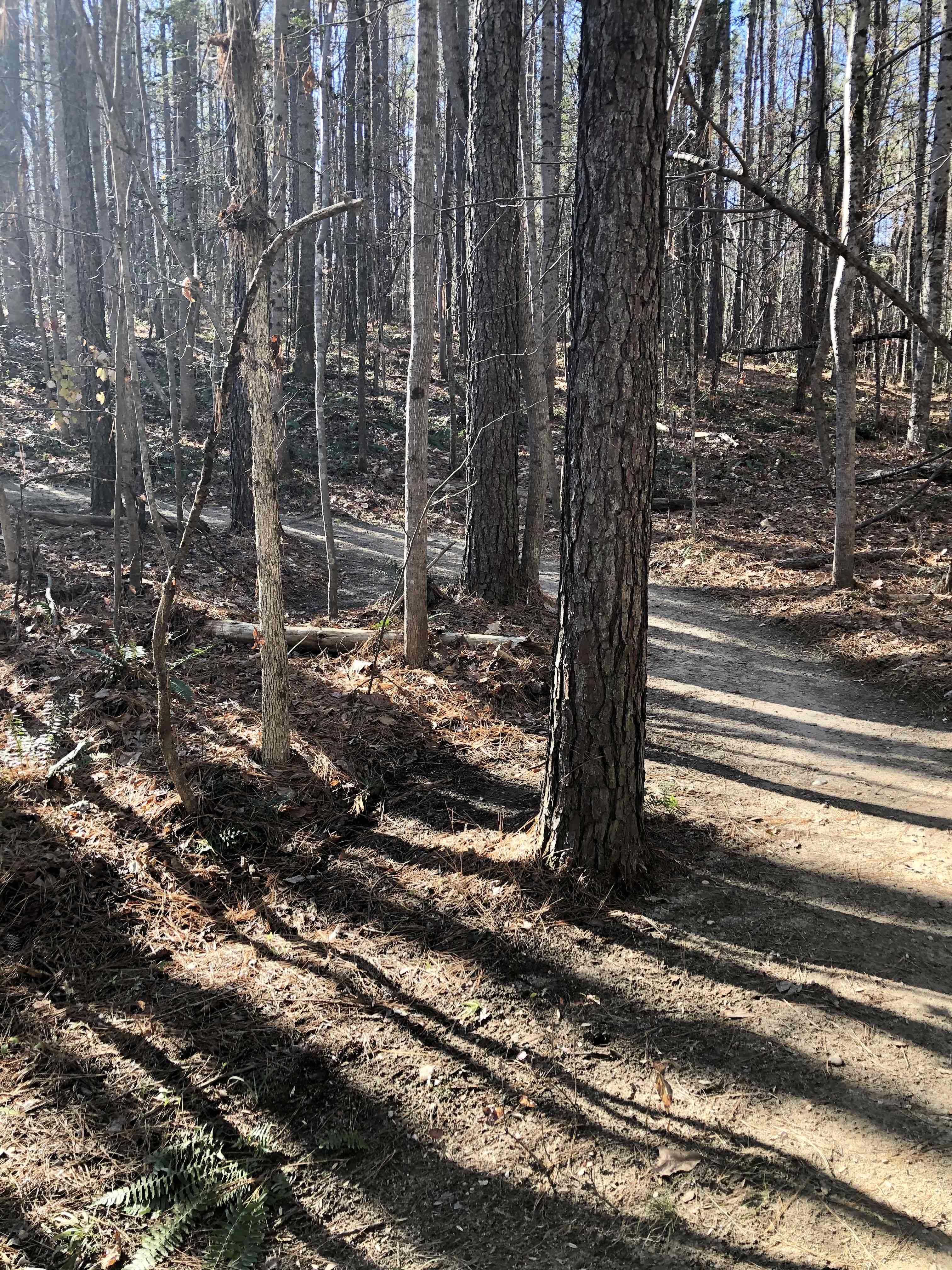 Co-op Trail