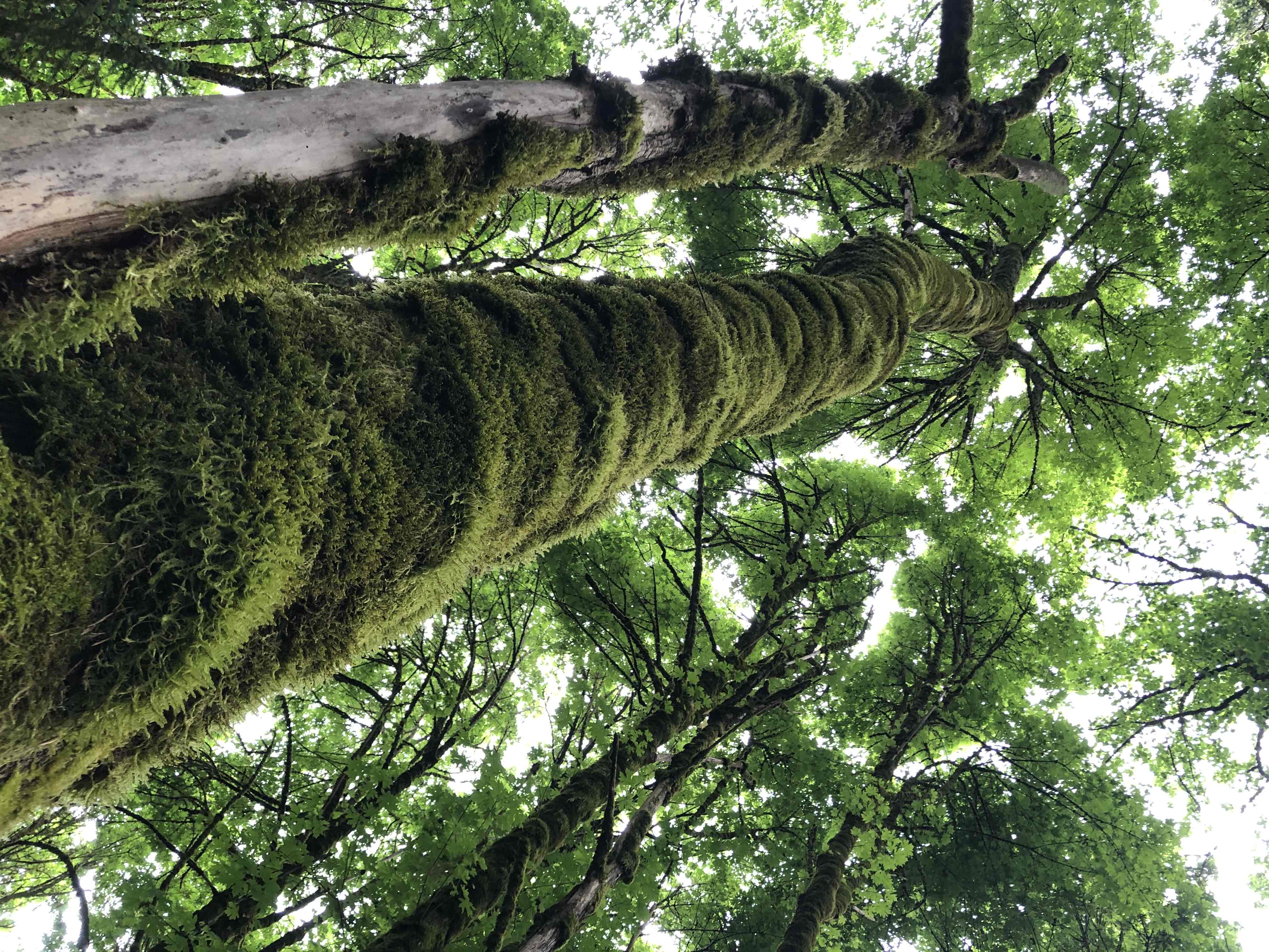 Lower Macleay Park to Pittock Mansion