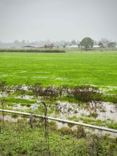 Santa Rosa Creek Trail: Willowside Road to Fulton Road