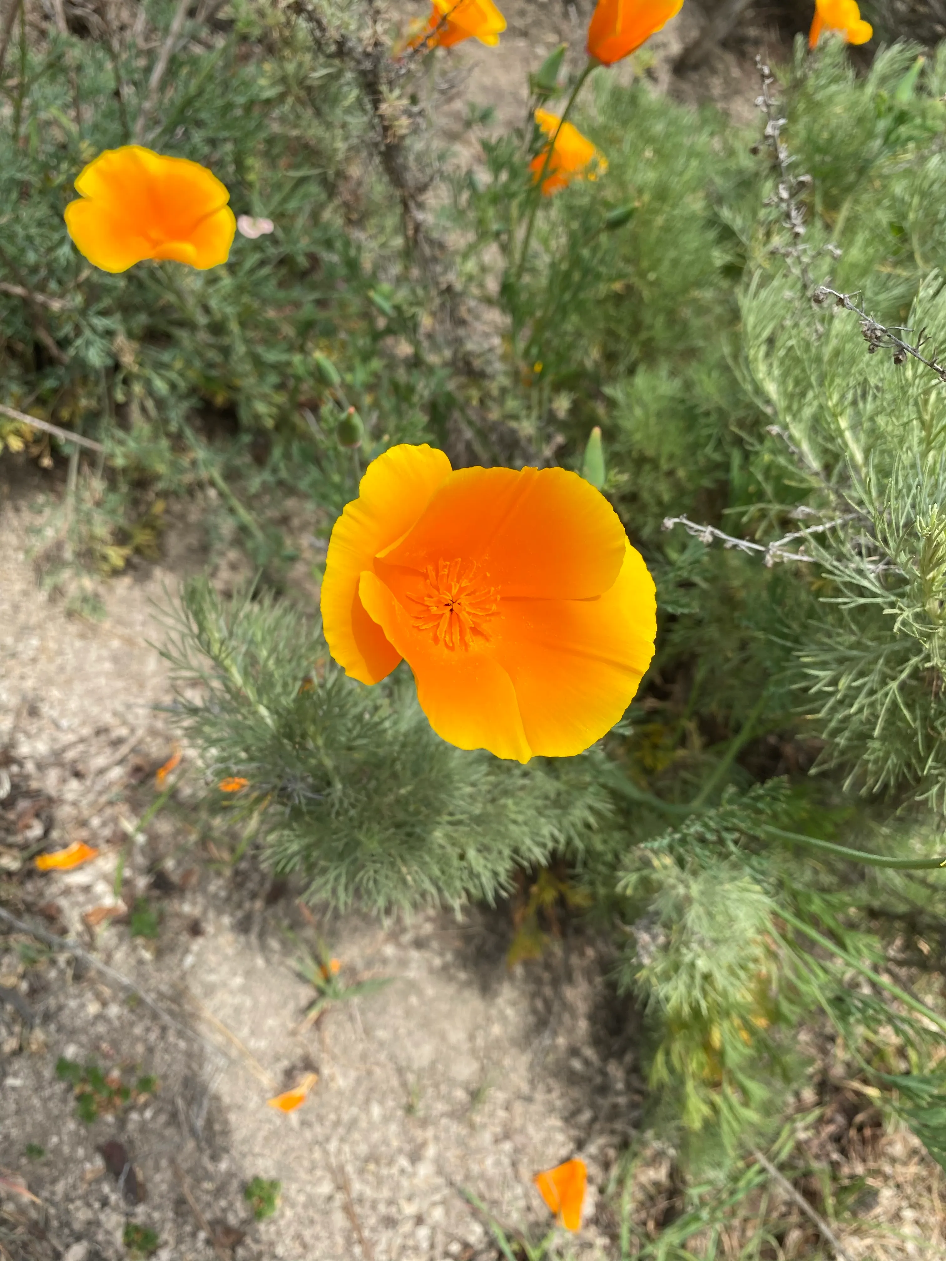 Skyline-to-the-Sea Trail