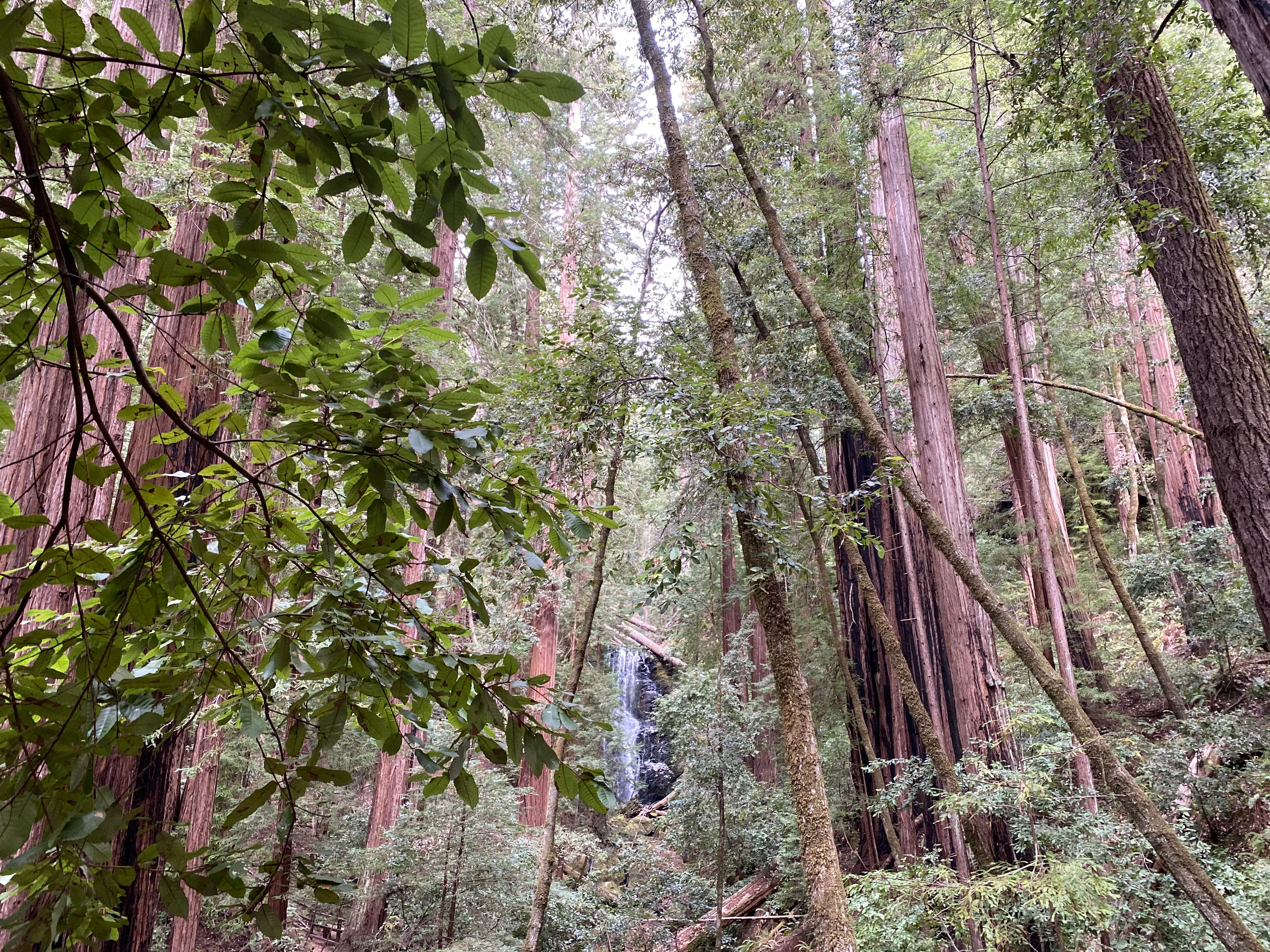 Skyline-to-the-Sea Trail