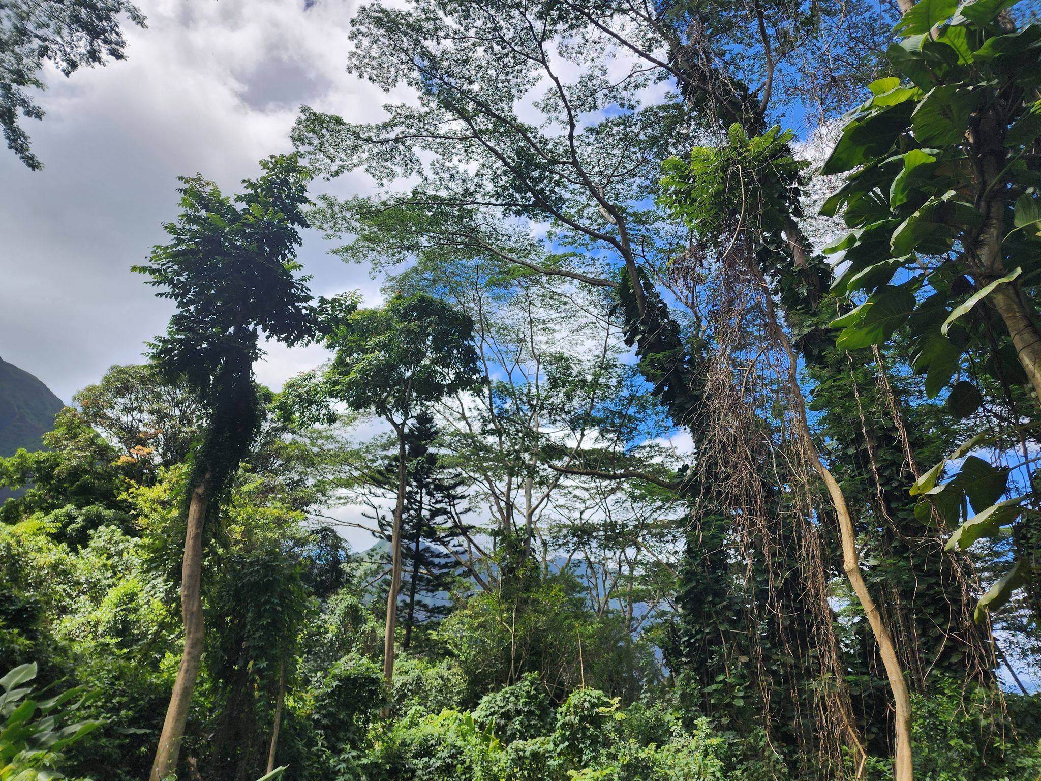 Likeke Falls Trail