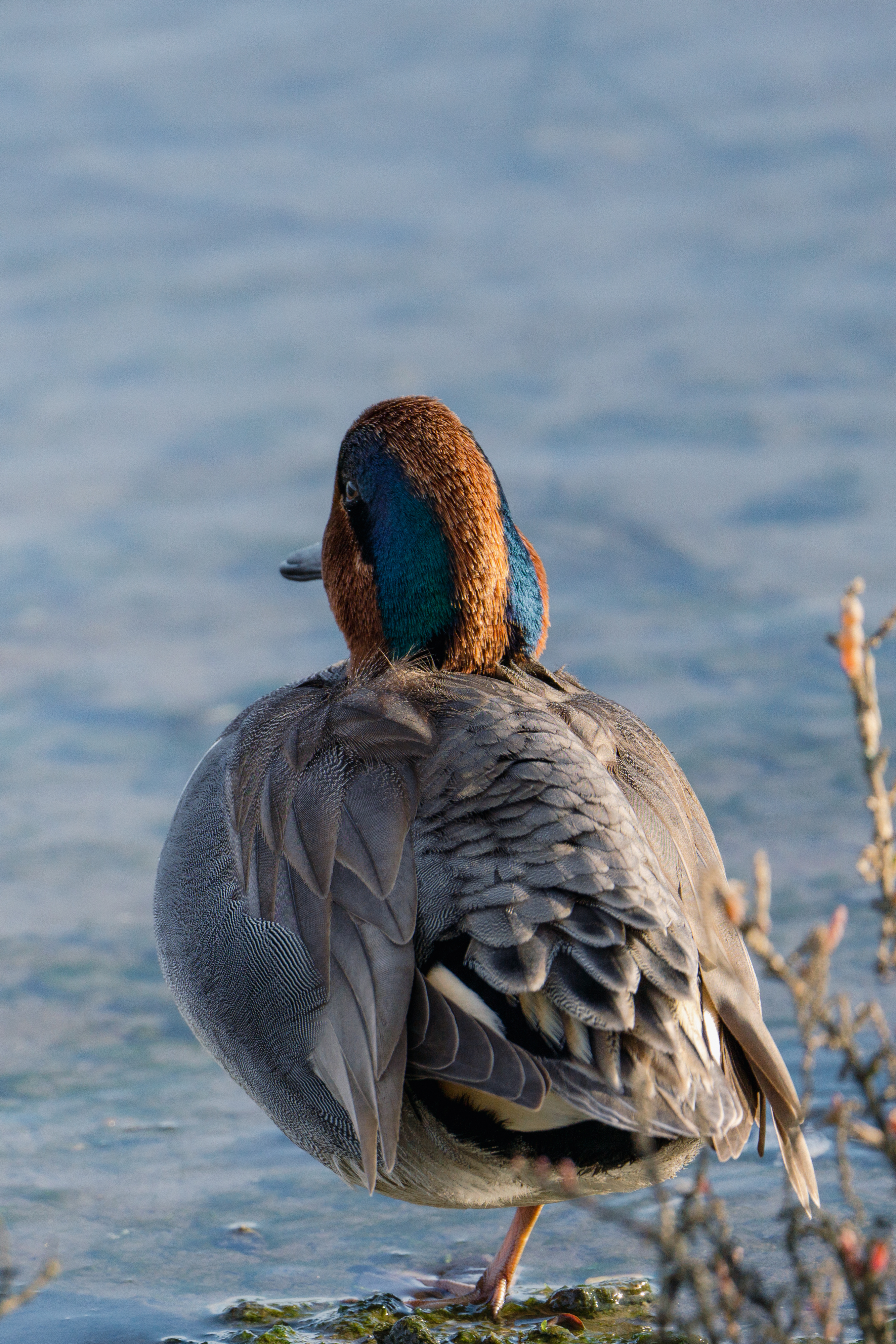 Bolsa Chica Ecological Reserve Trail
