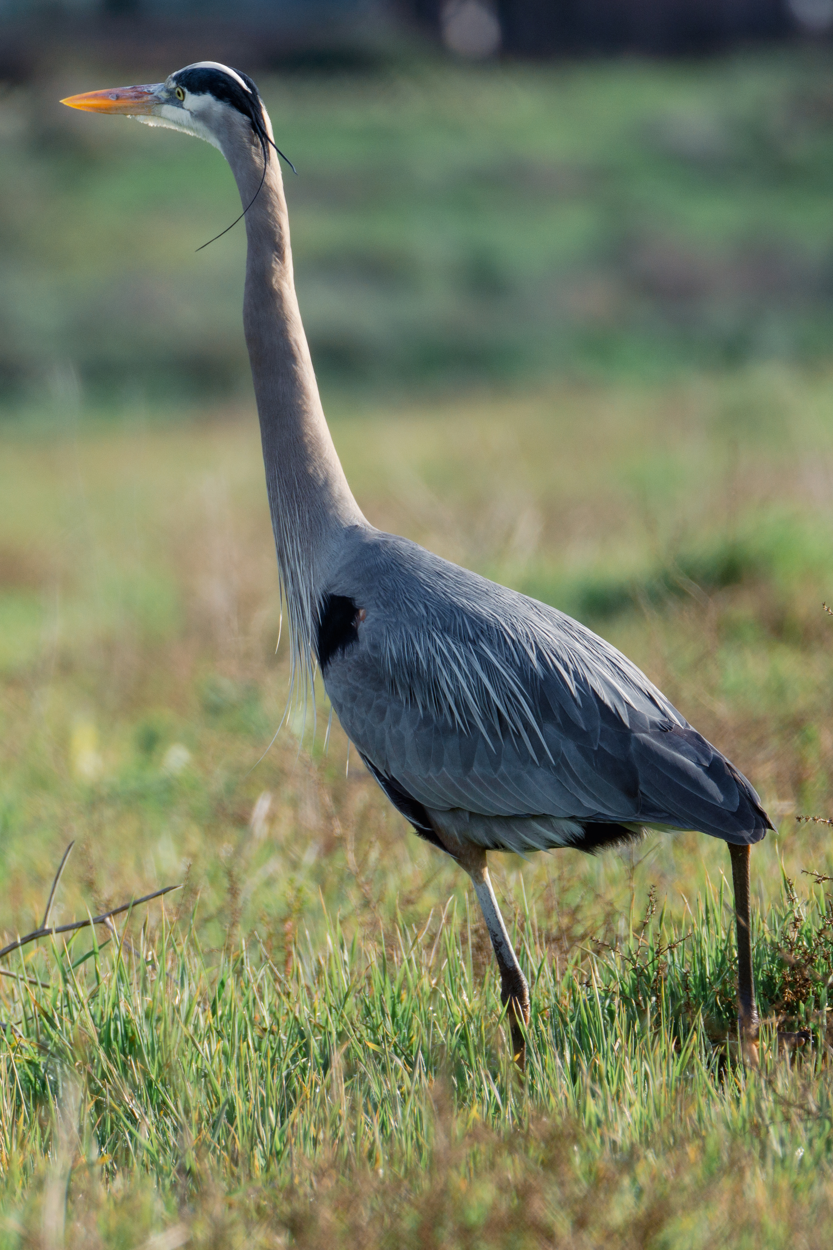 Bolsa Chica Ecological Reserve Trail
