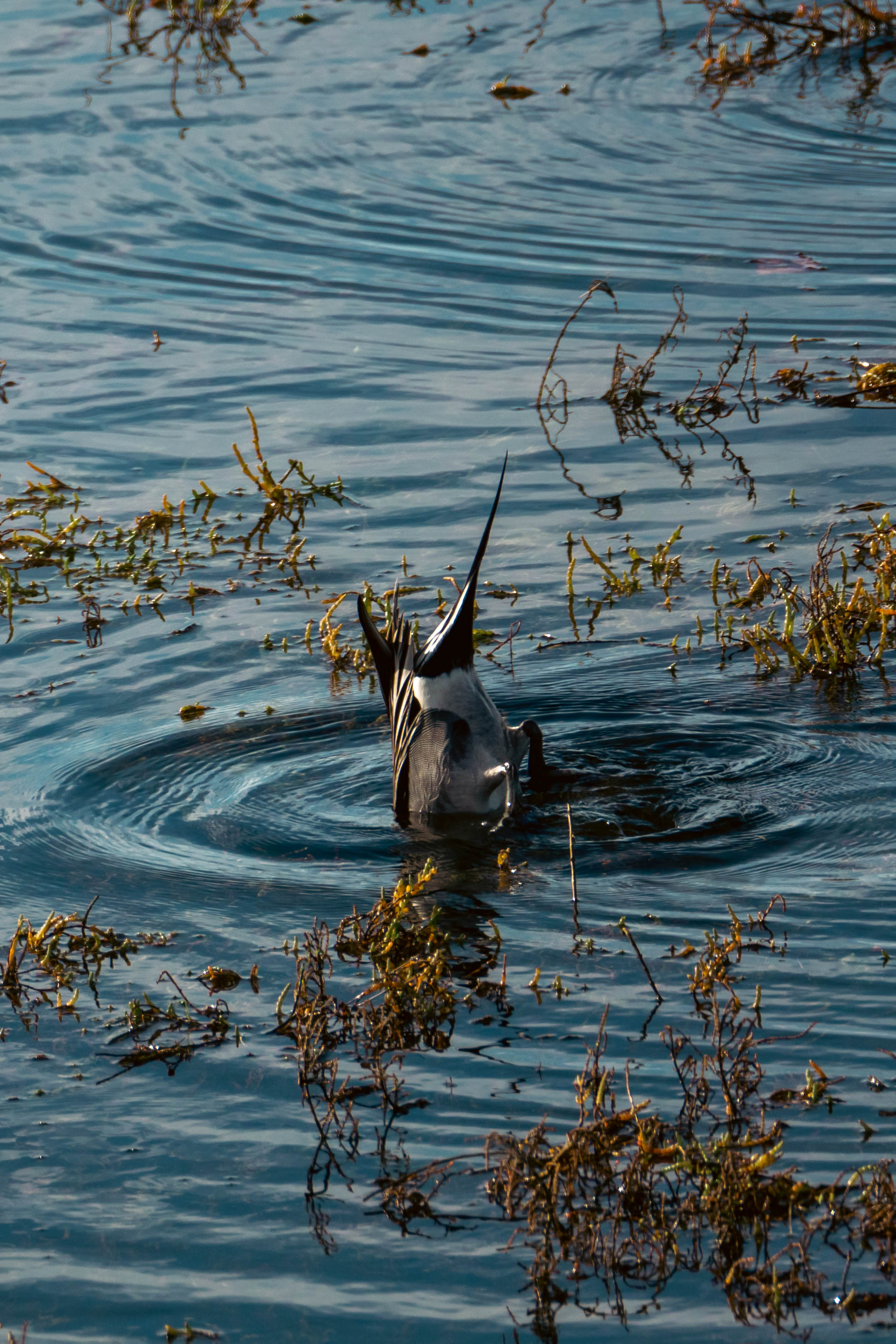 Bolsa Chica Ecological Reserve Trail