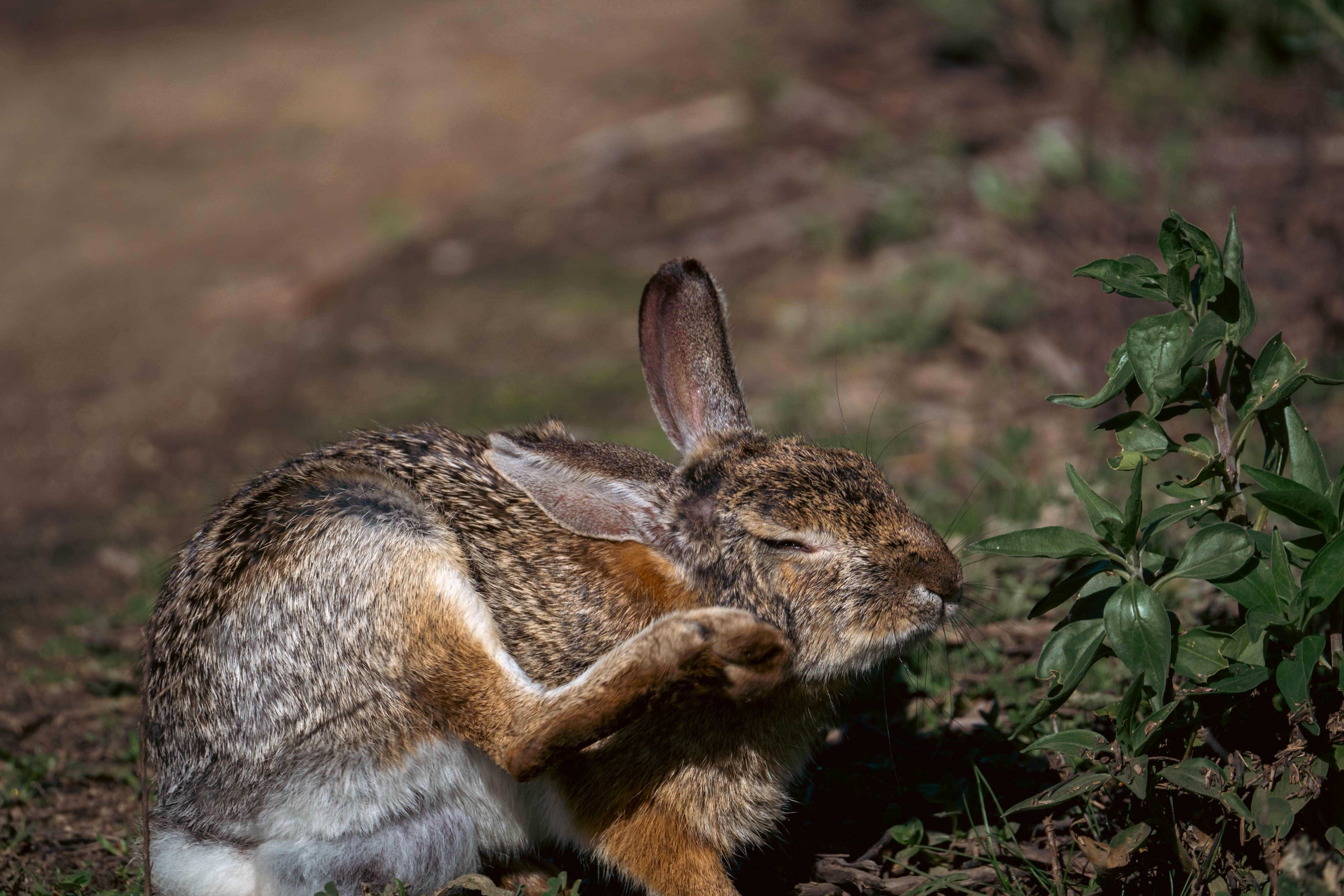 Bolsa Chica Ecological Reserve Trail