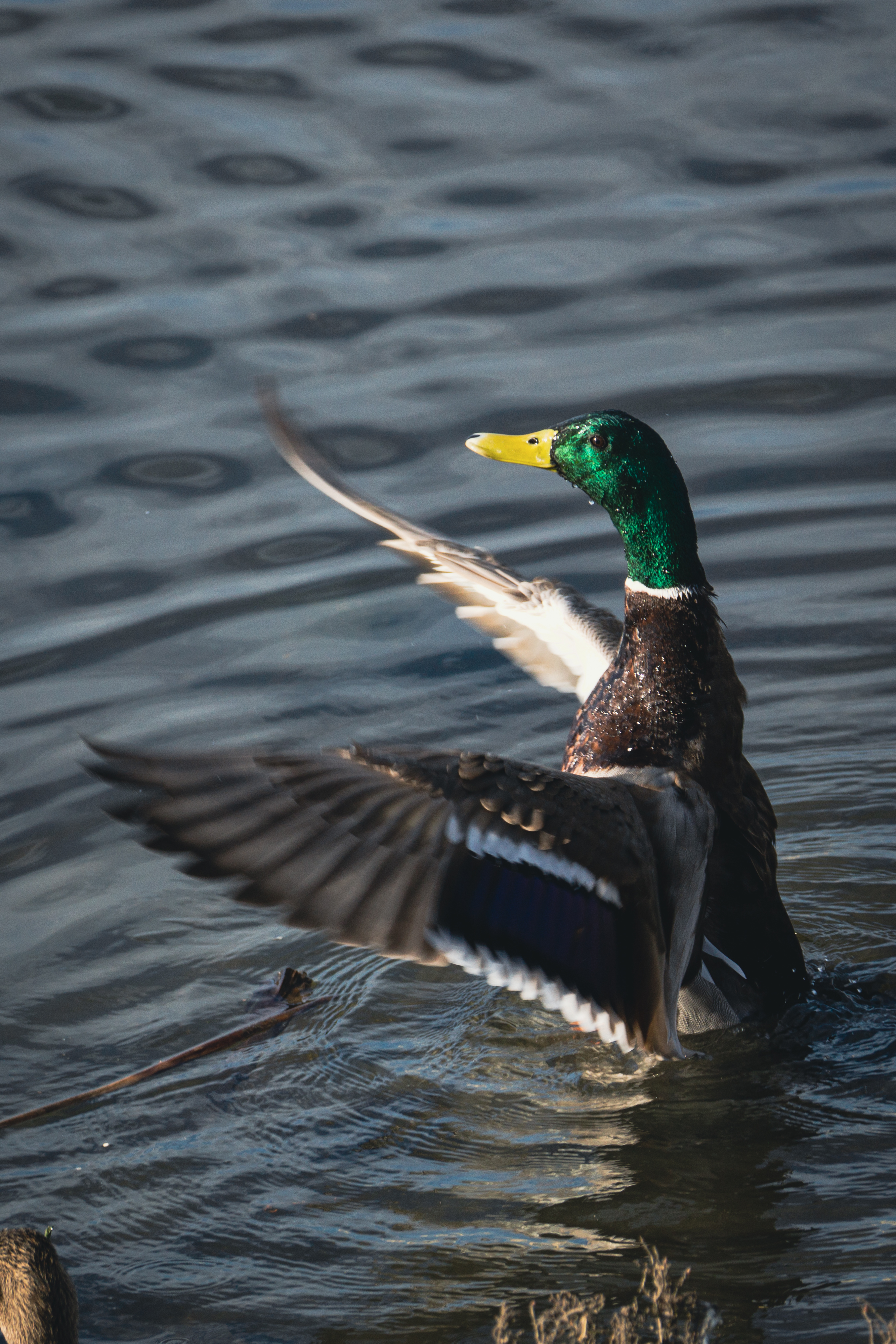 Bolsa Chica Ecological Reserve Trail