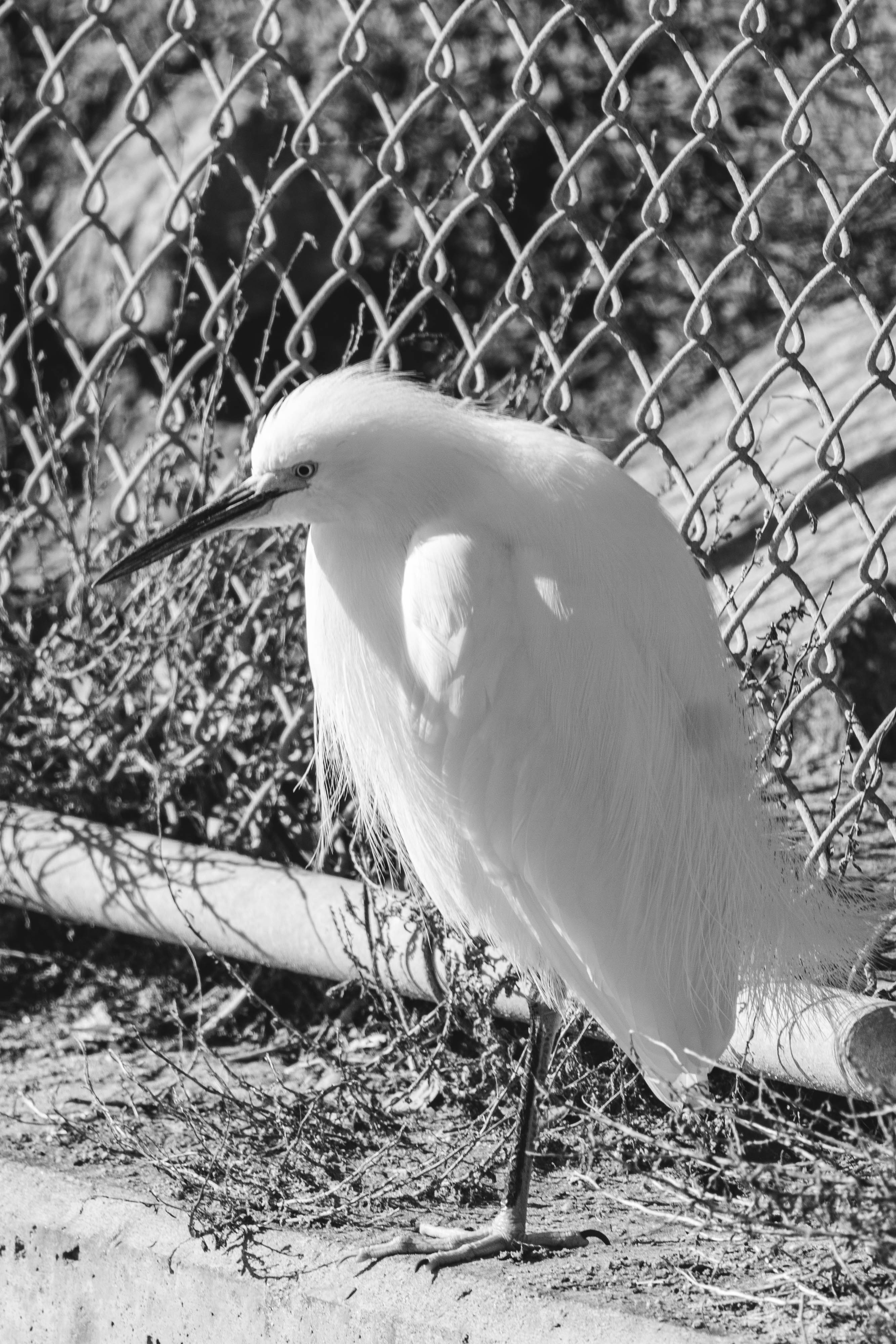 Bolsa Chica Ecological Reserve Trail