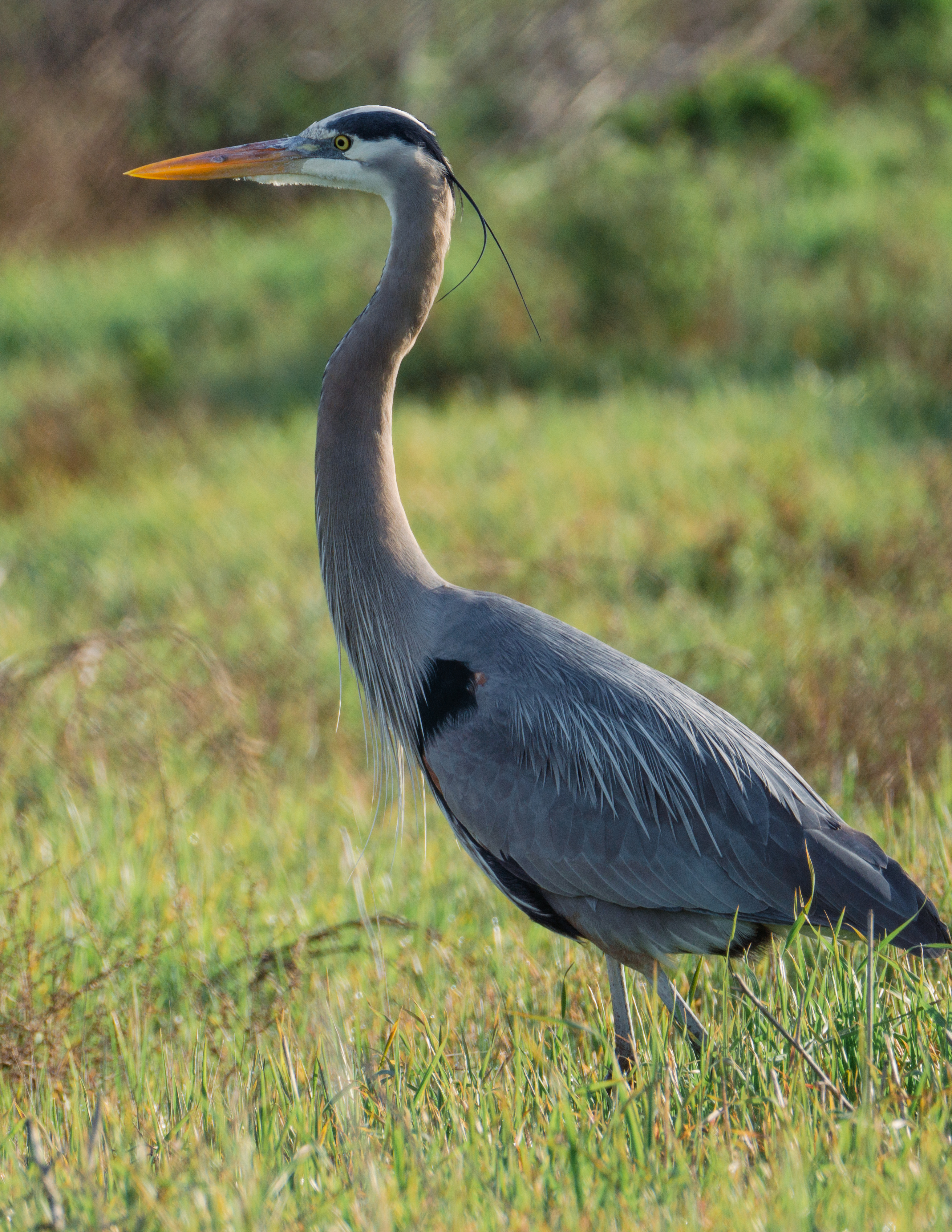 Bolsa Chica Ecological Reserve Trail