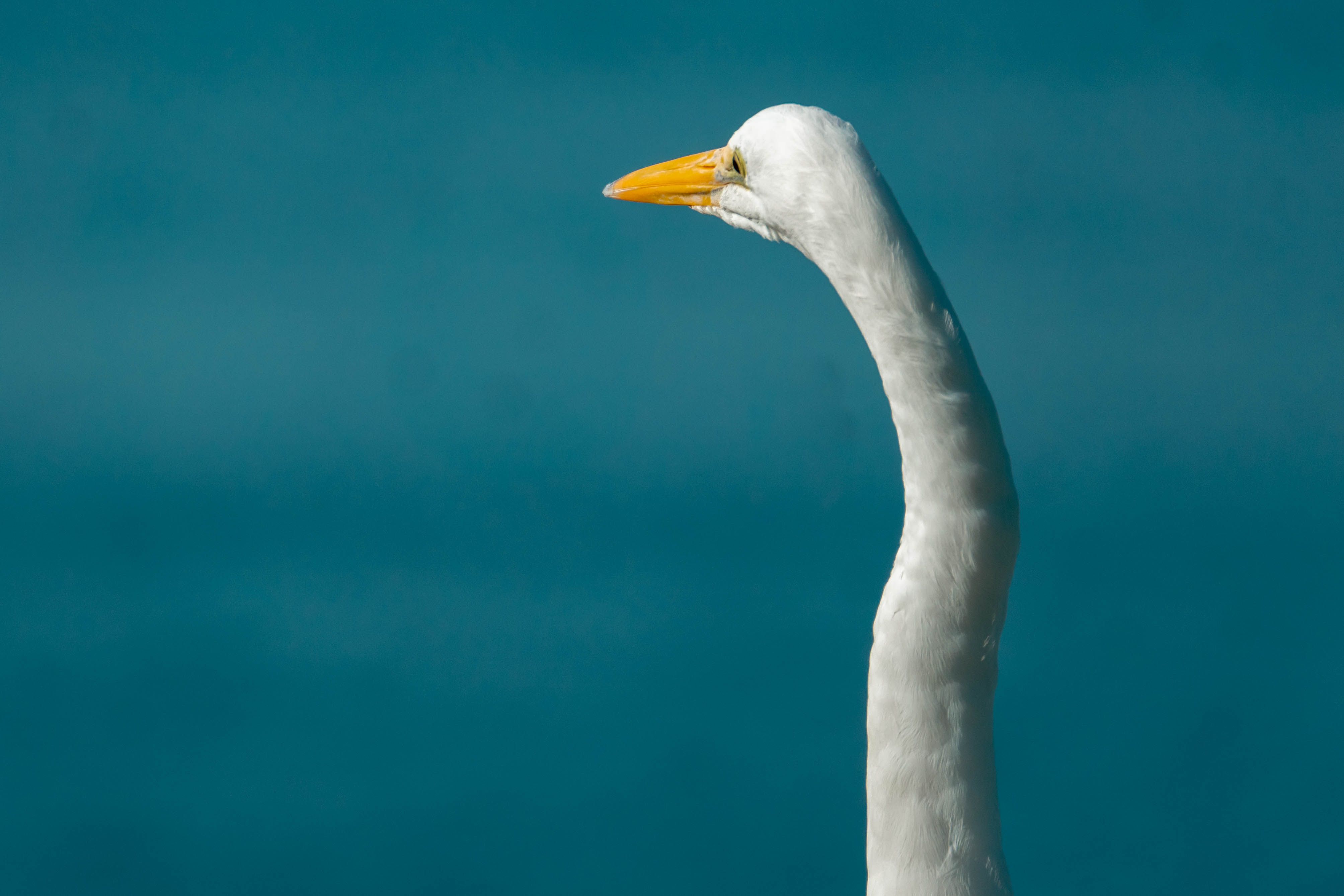 Bolsa Chica Ecological Reserve Trail