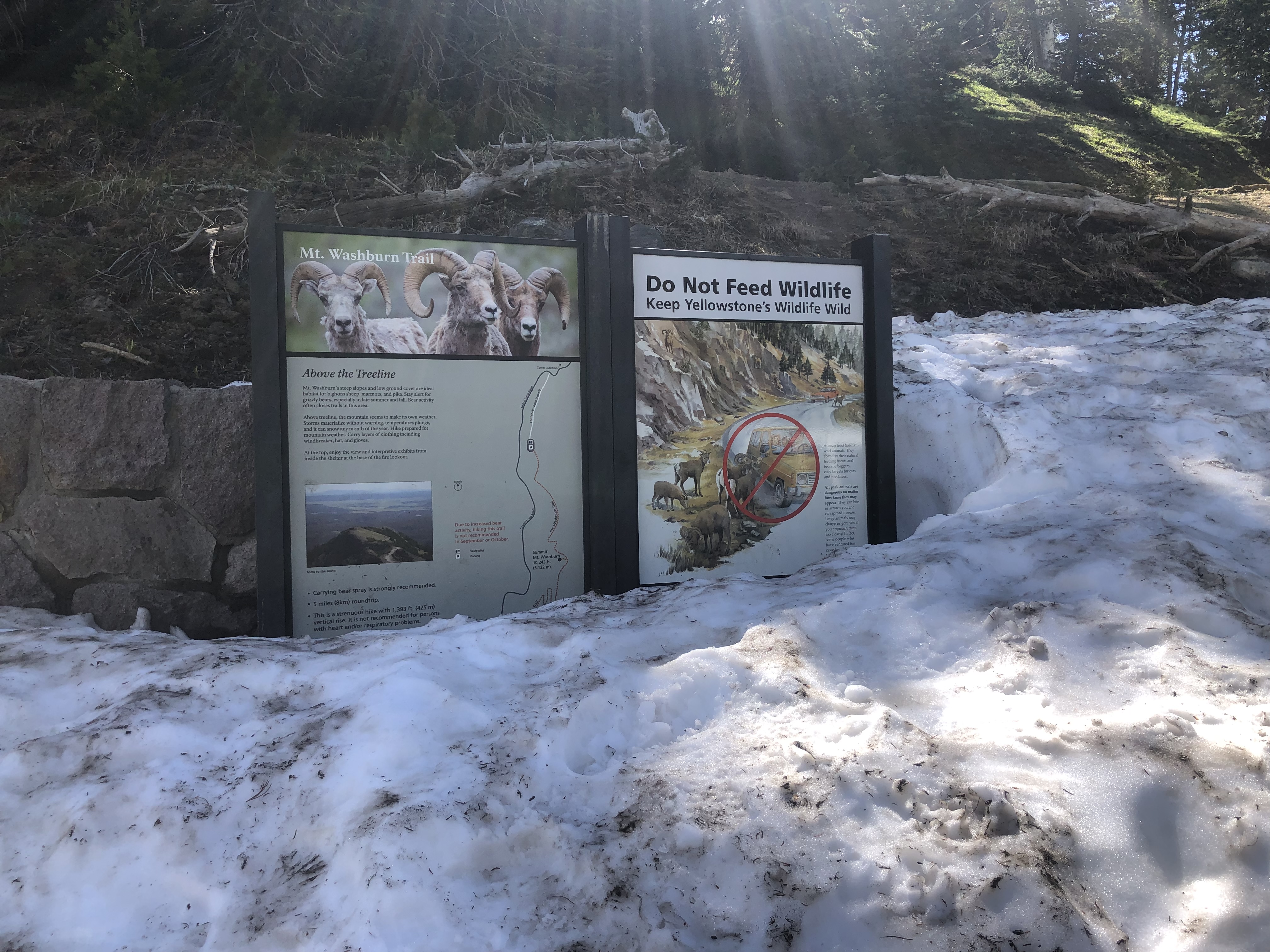 Mt. Washburn via South Trail 