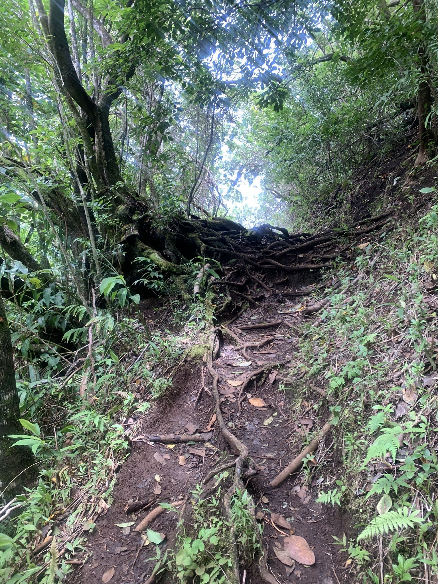 Pu'u Ohia (Mount Tantalus)