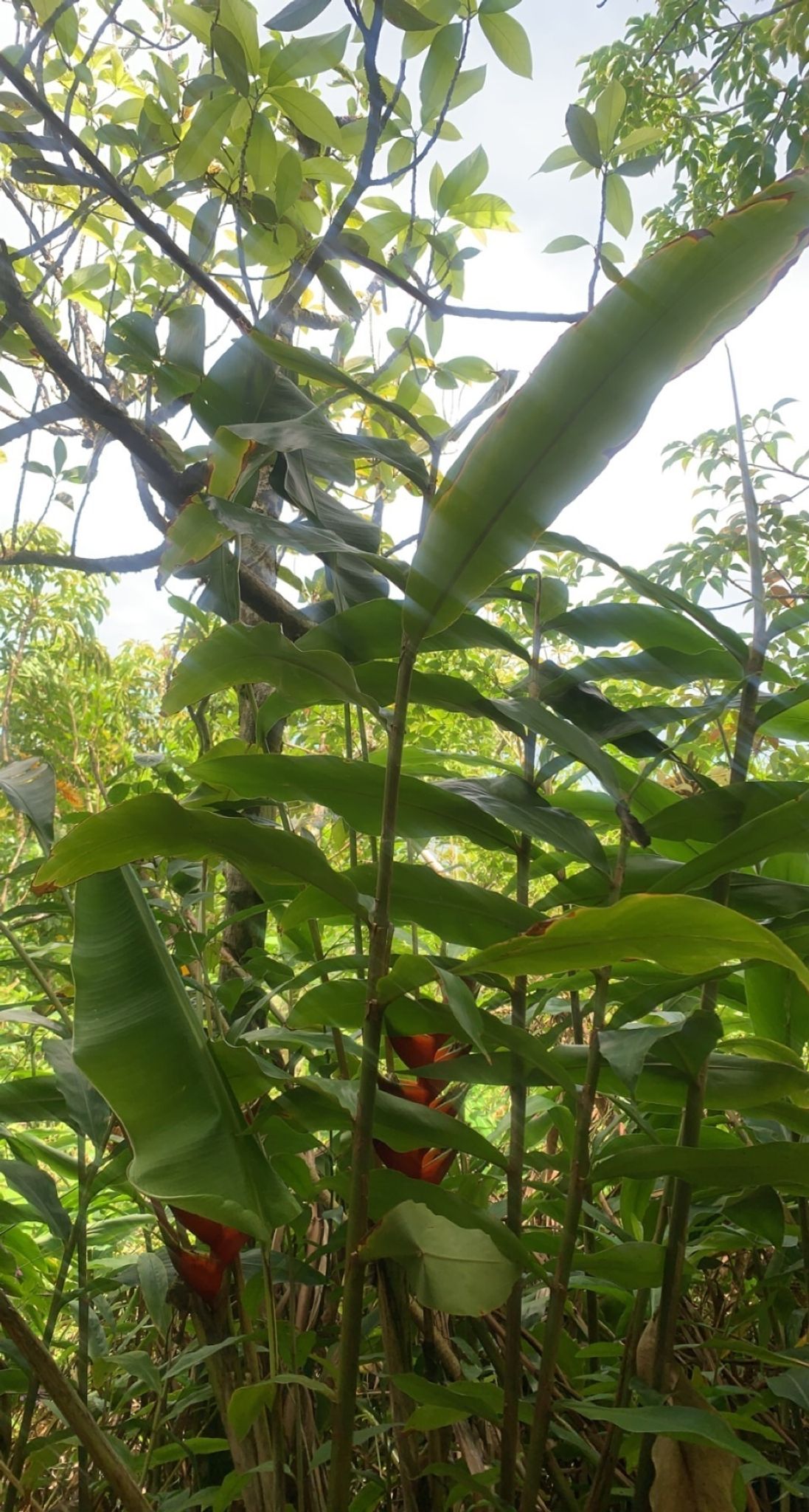 Pu'u Ohia (Mount Tantalus)