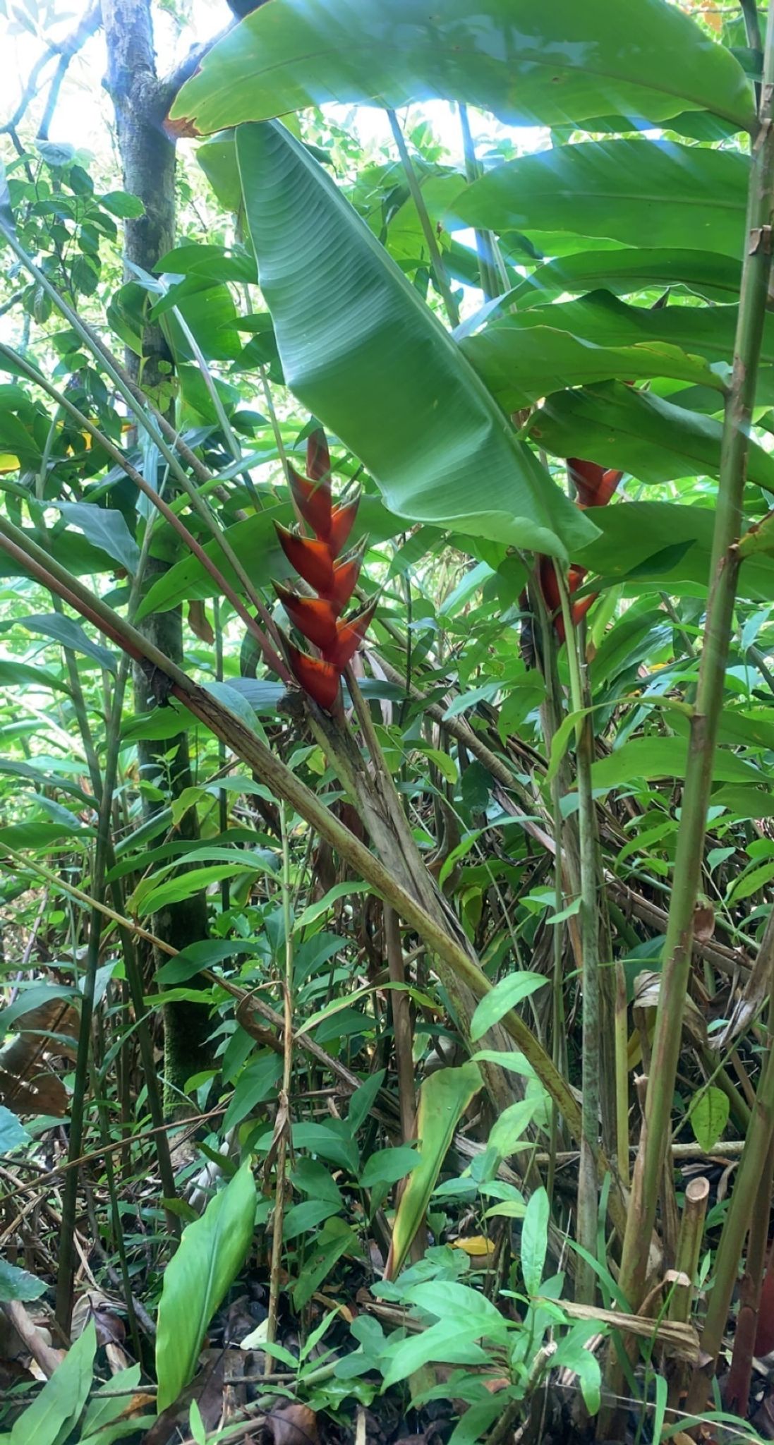 Pu'u Ohia (Mount Tantalus)