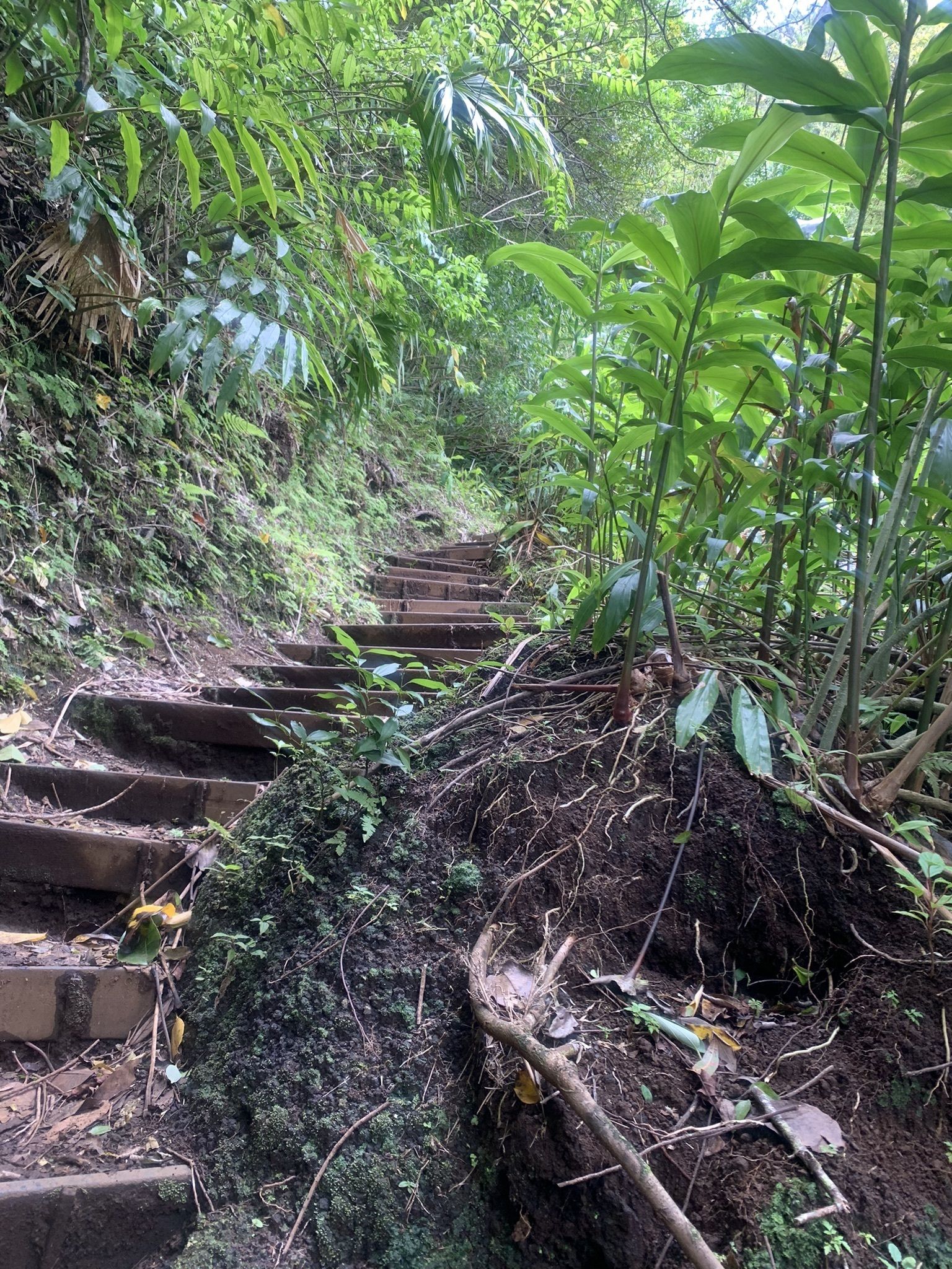 Pu'u Ohia (Mount Tantalus)