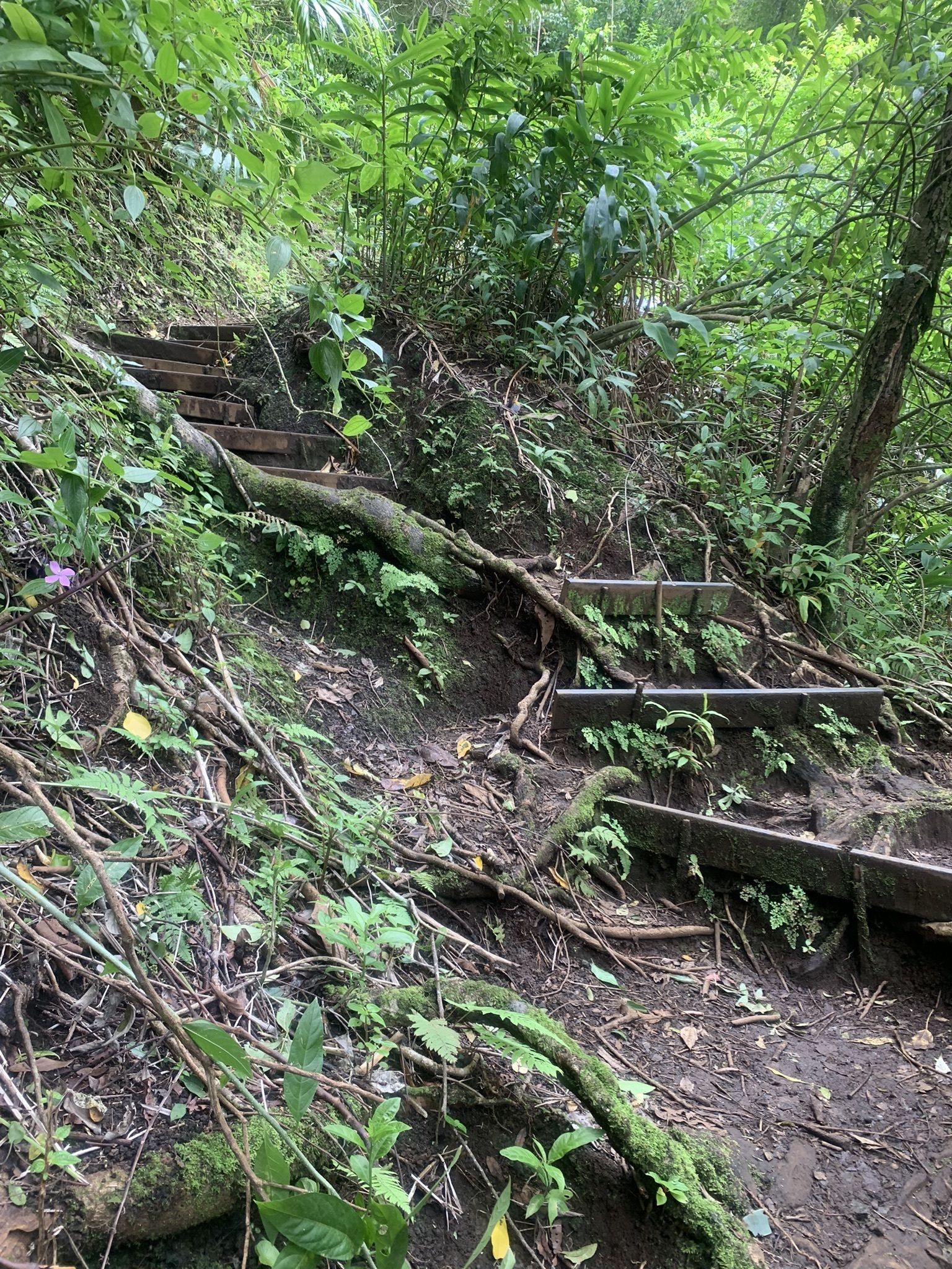Pu'u Ohia (Mount Tantalus)