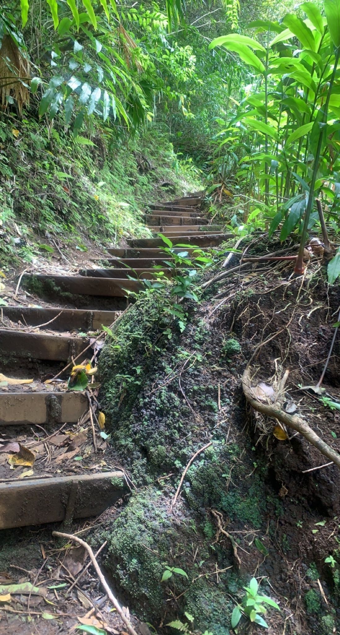 Pu'u Ohia (Mount Tantalus)