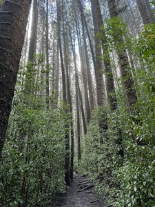 Makuku Ridge Trail