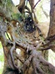 El Arbol Hueco (Ficus Tree)