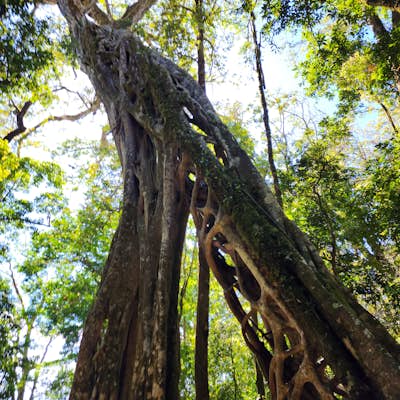 El Arbol Hueco (Ficus Tree)