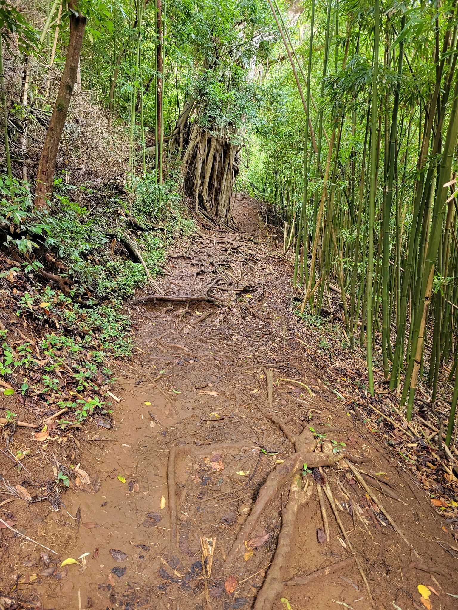Judd Trail