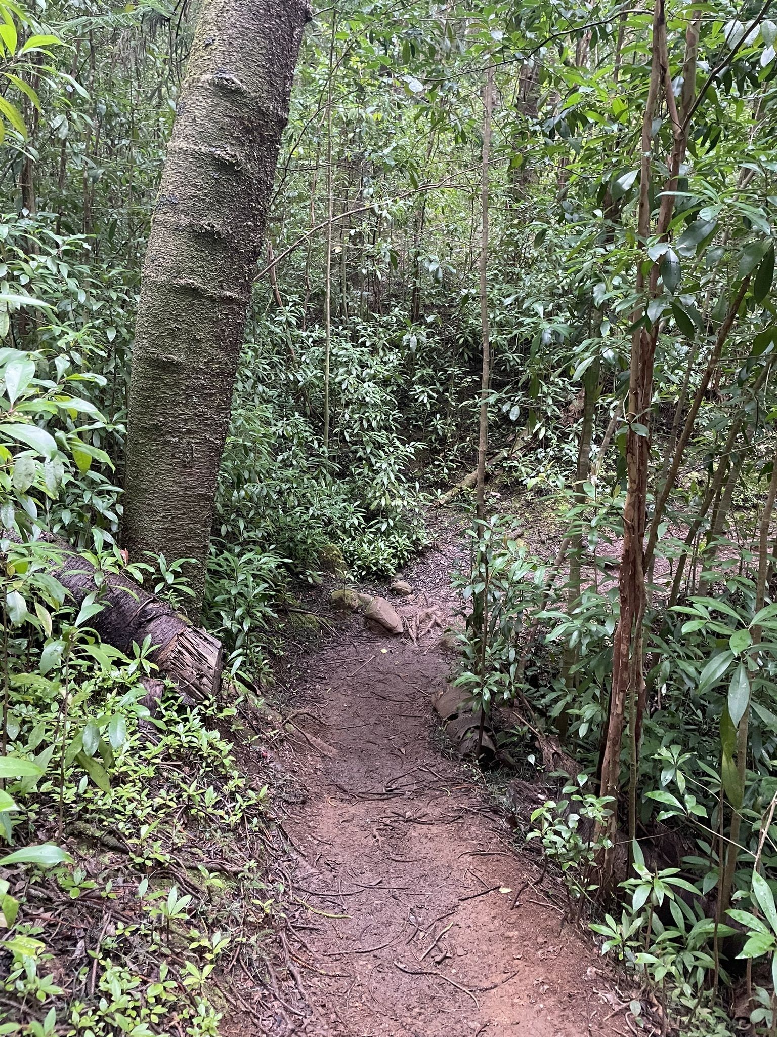 Judd Trail