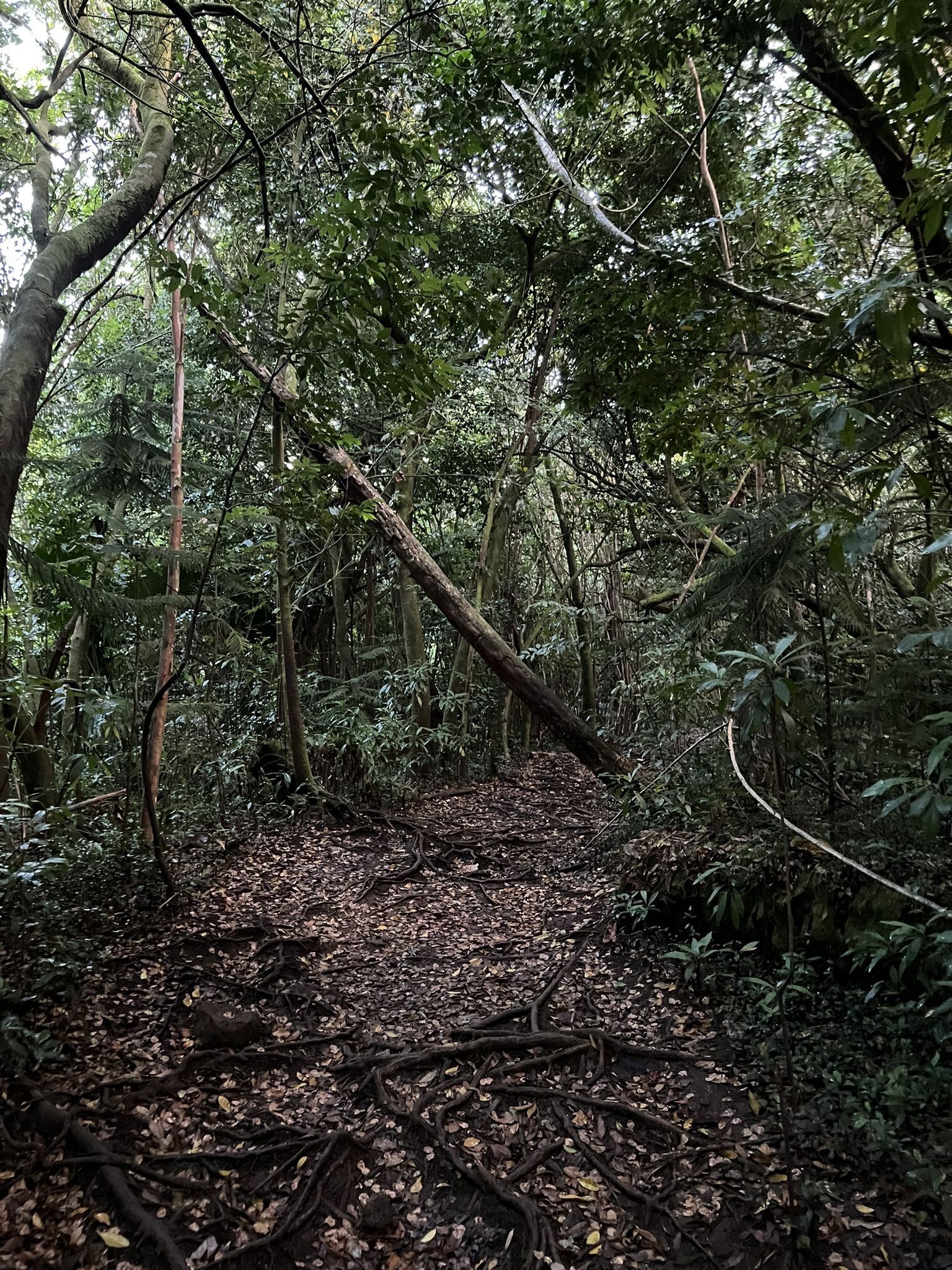Judd Trail