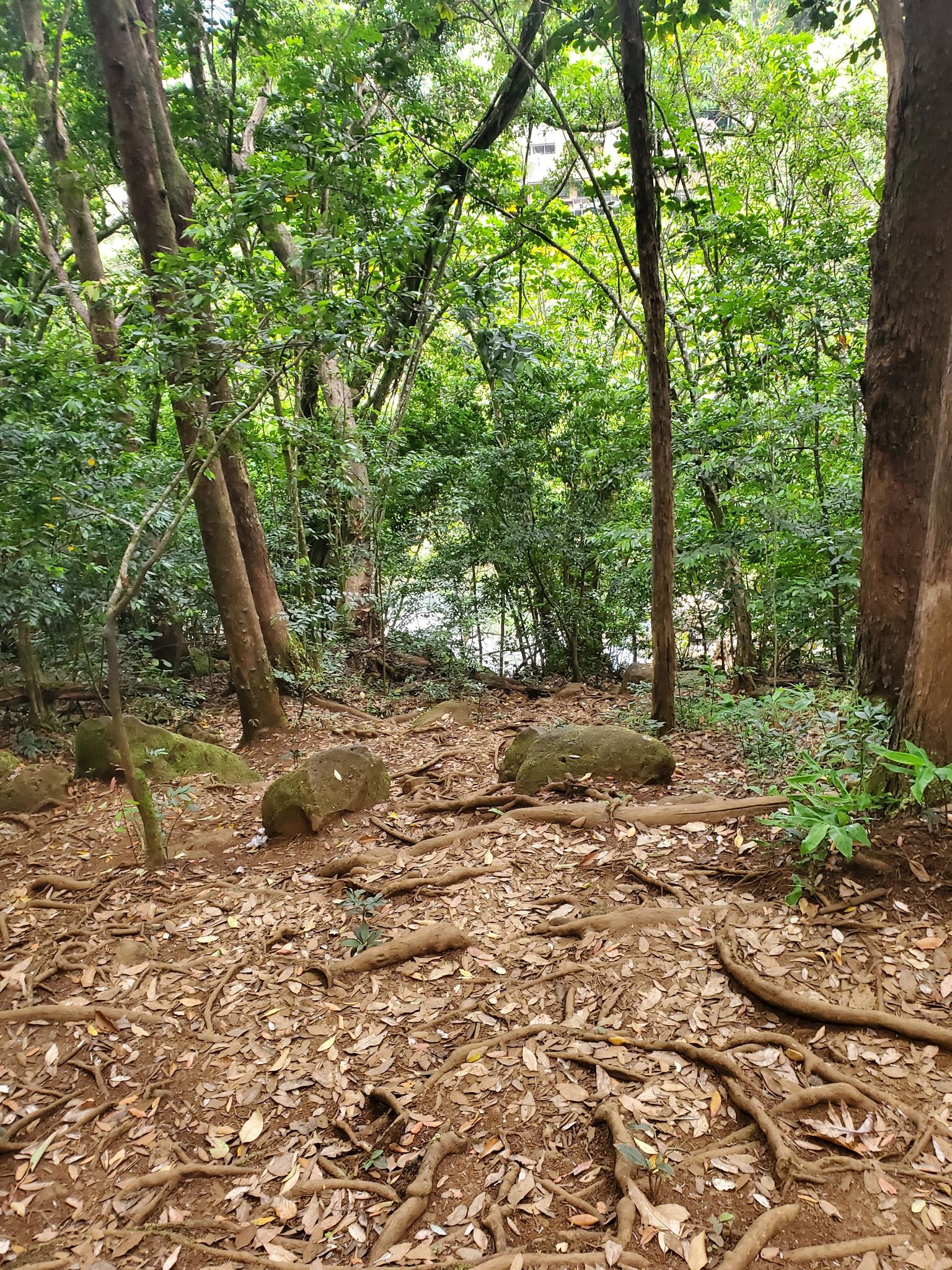 Judd Trail