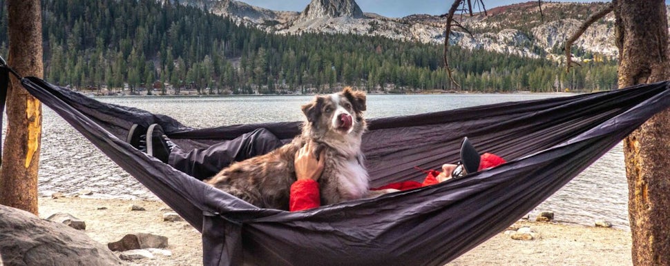 Hammock camping best sale with dog