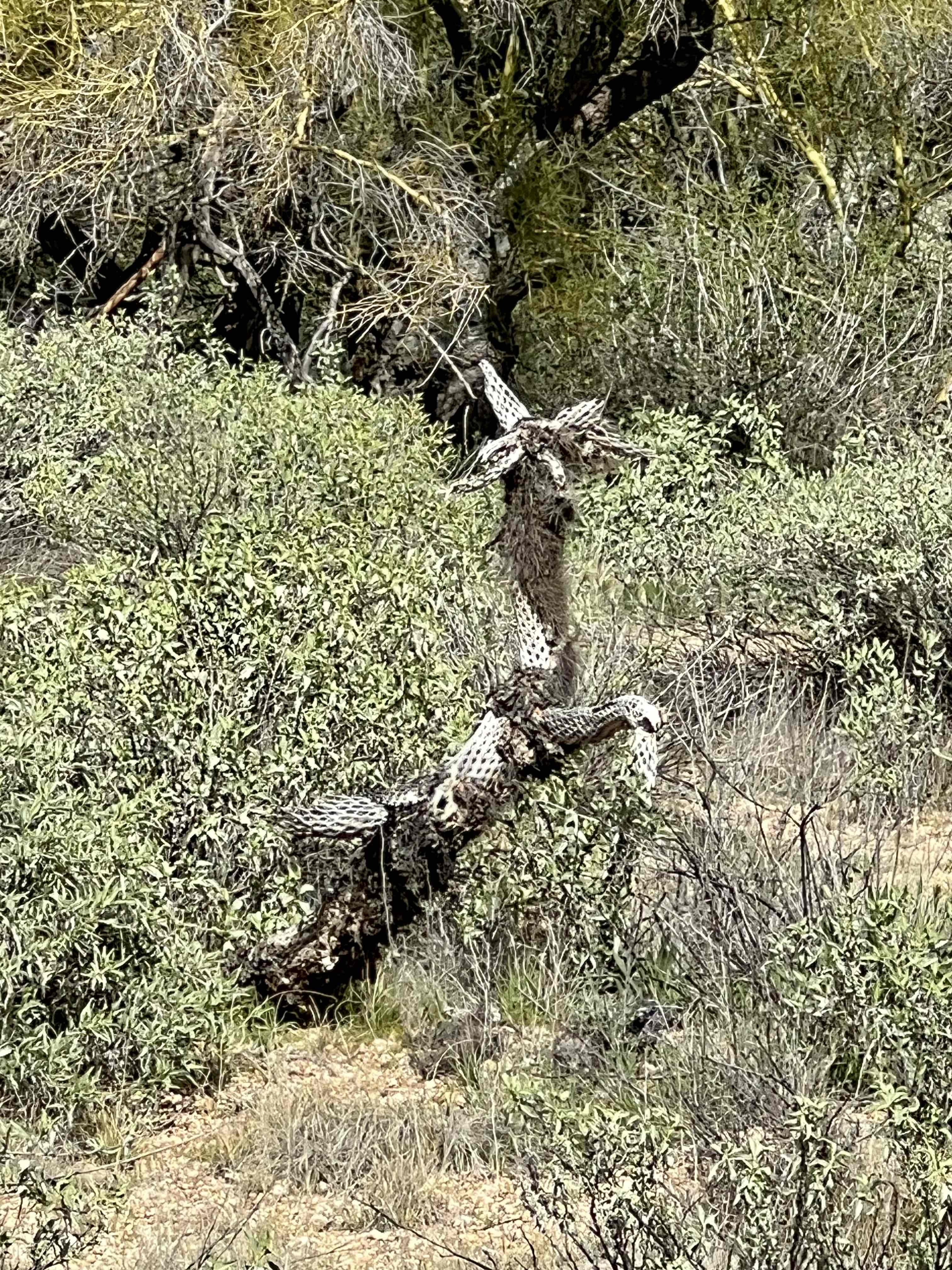 Pinnacle Peak Trail
