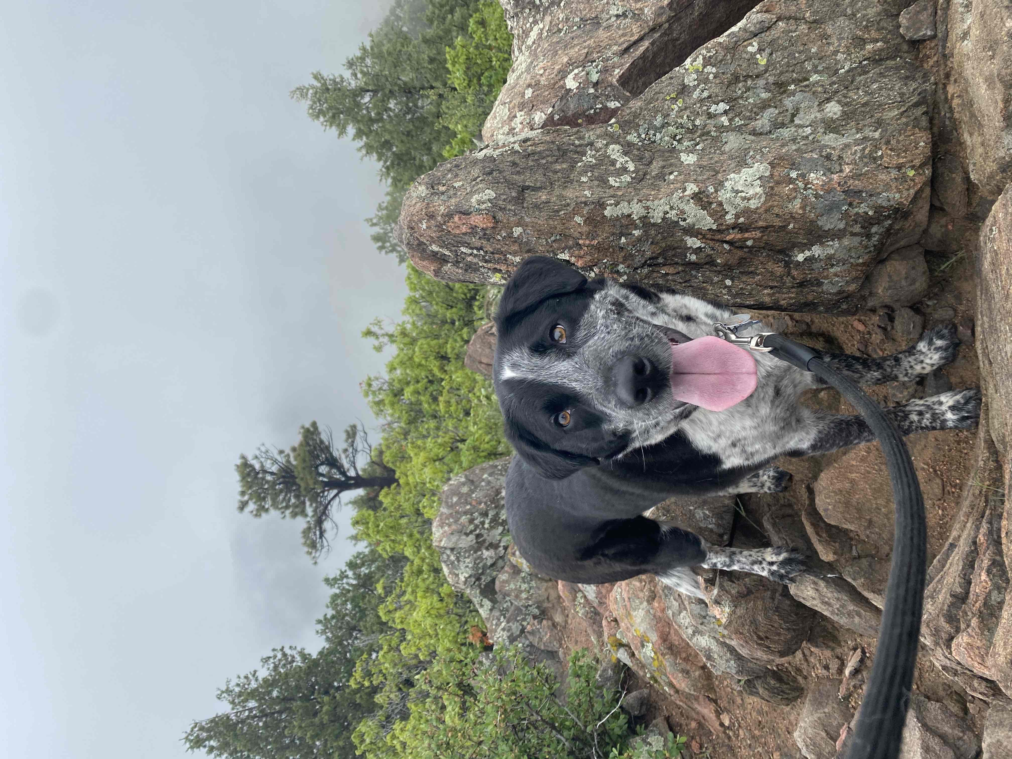 Golden Eagle Trail to Bill Couch Mountain