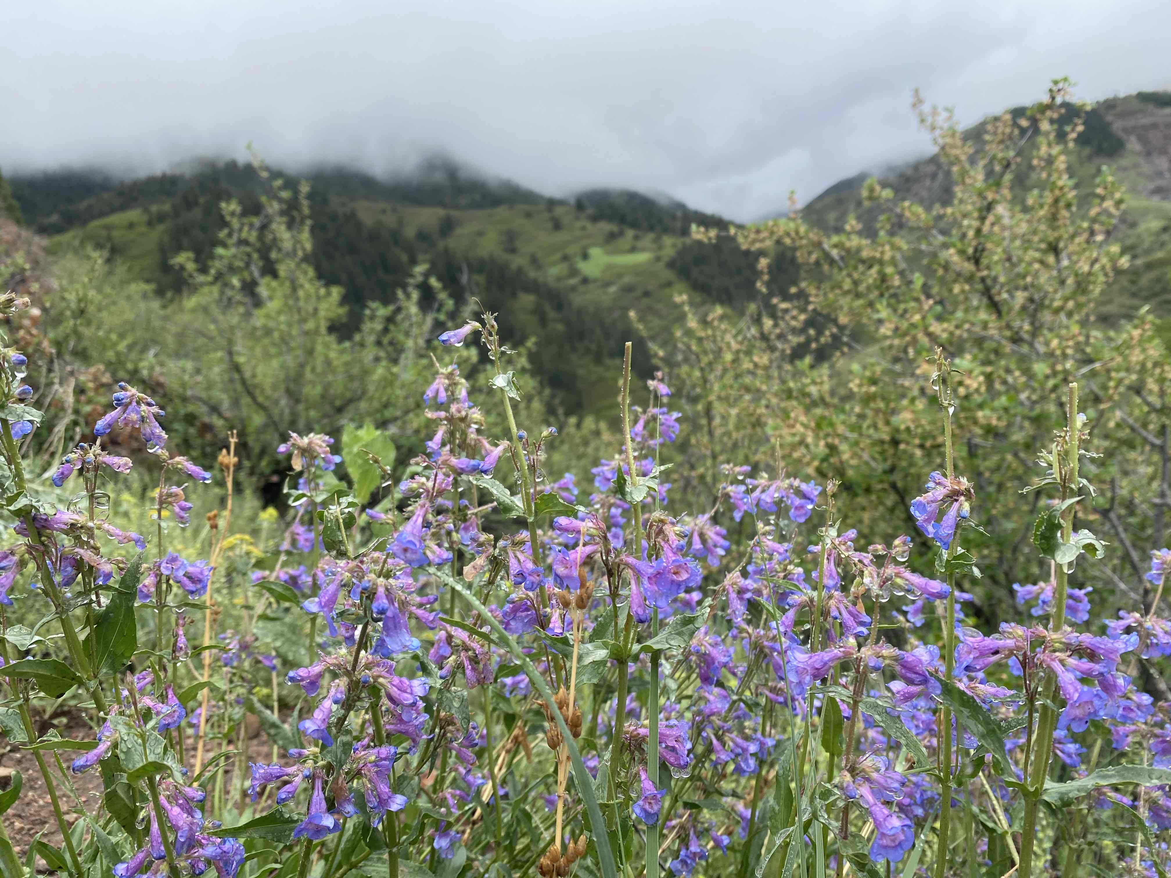 Golden Eagle Trail to Bill Couch Mountain