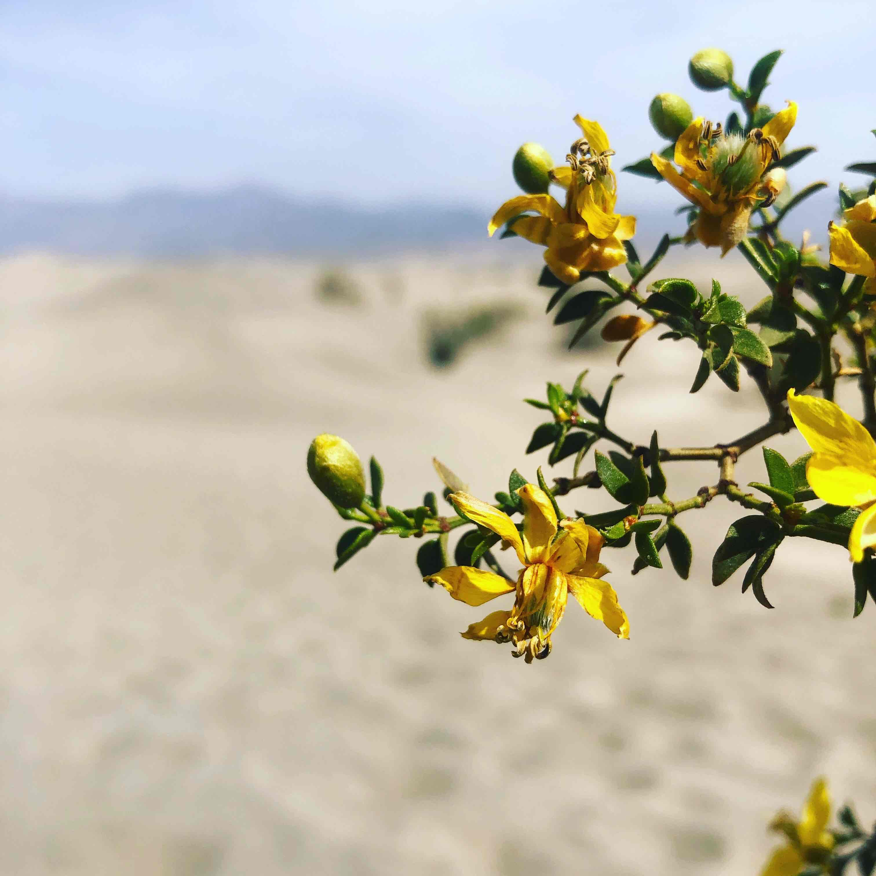 Mesquite Flat Sand Dunes 