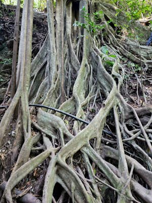Ficus Root Bridge - Root tree (fun to climb & see)