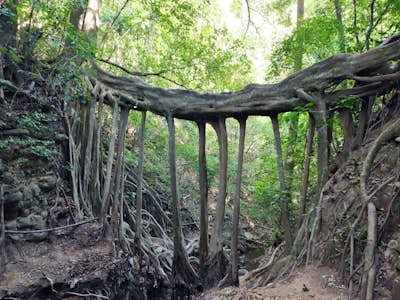 Ficus Root Bridge - Root tree (fun to climb & see)