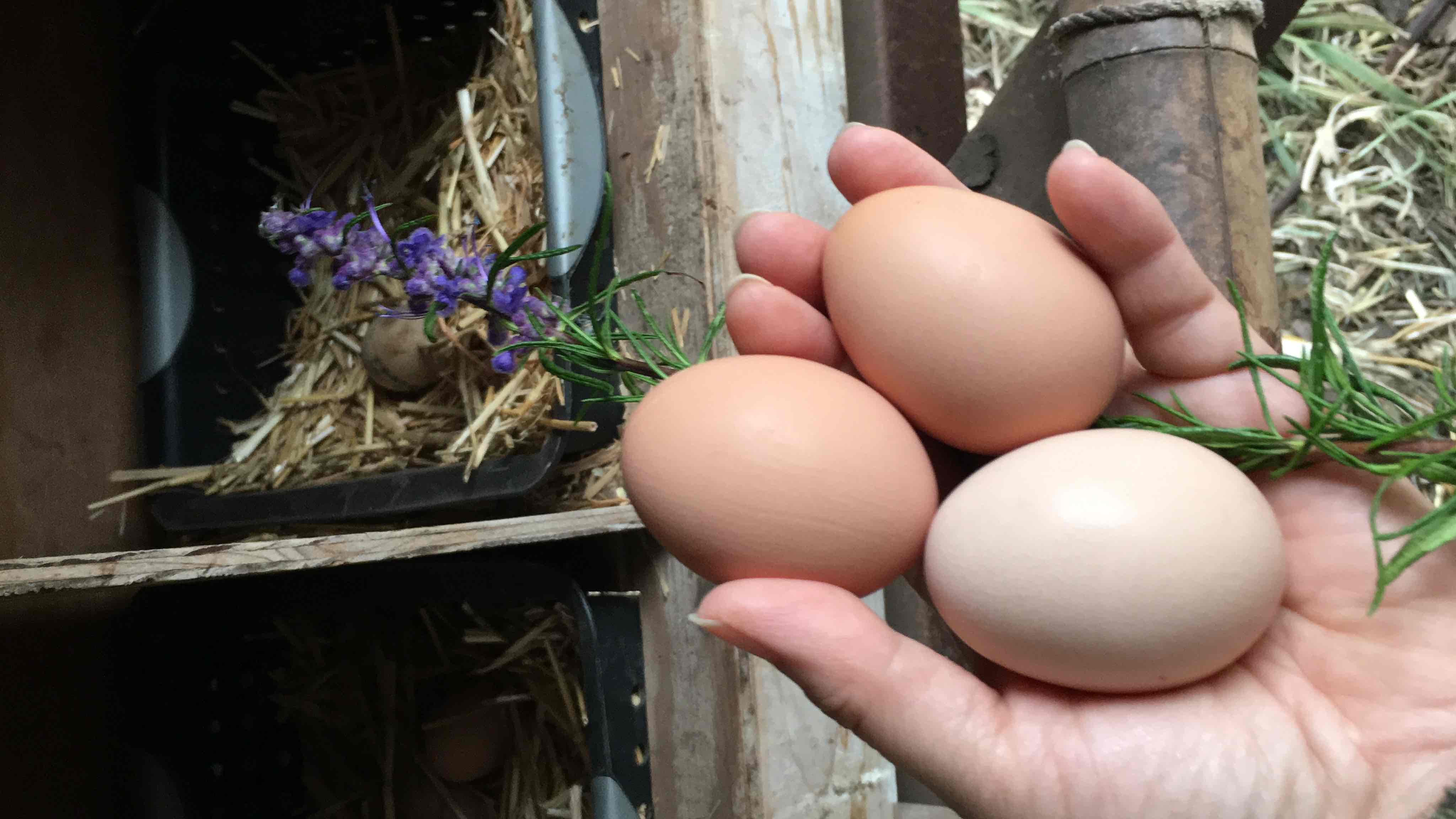 Coastal Roots Farm 