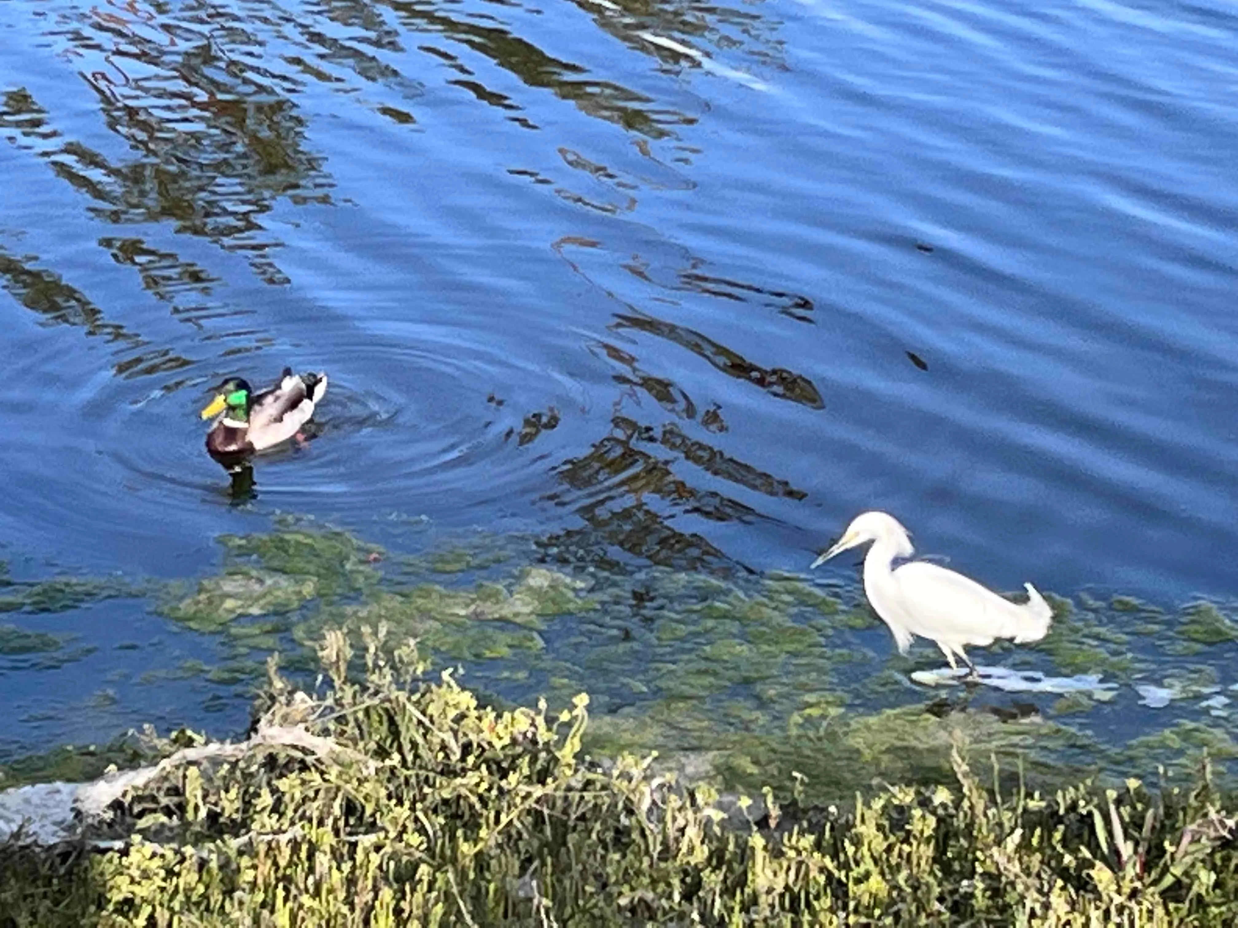 Colorado Lagoon