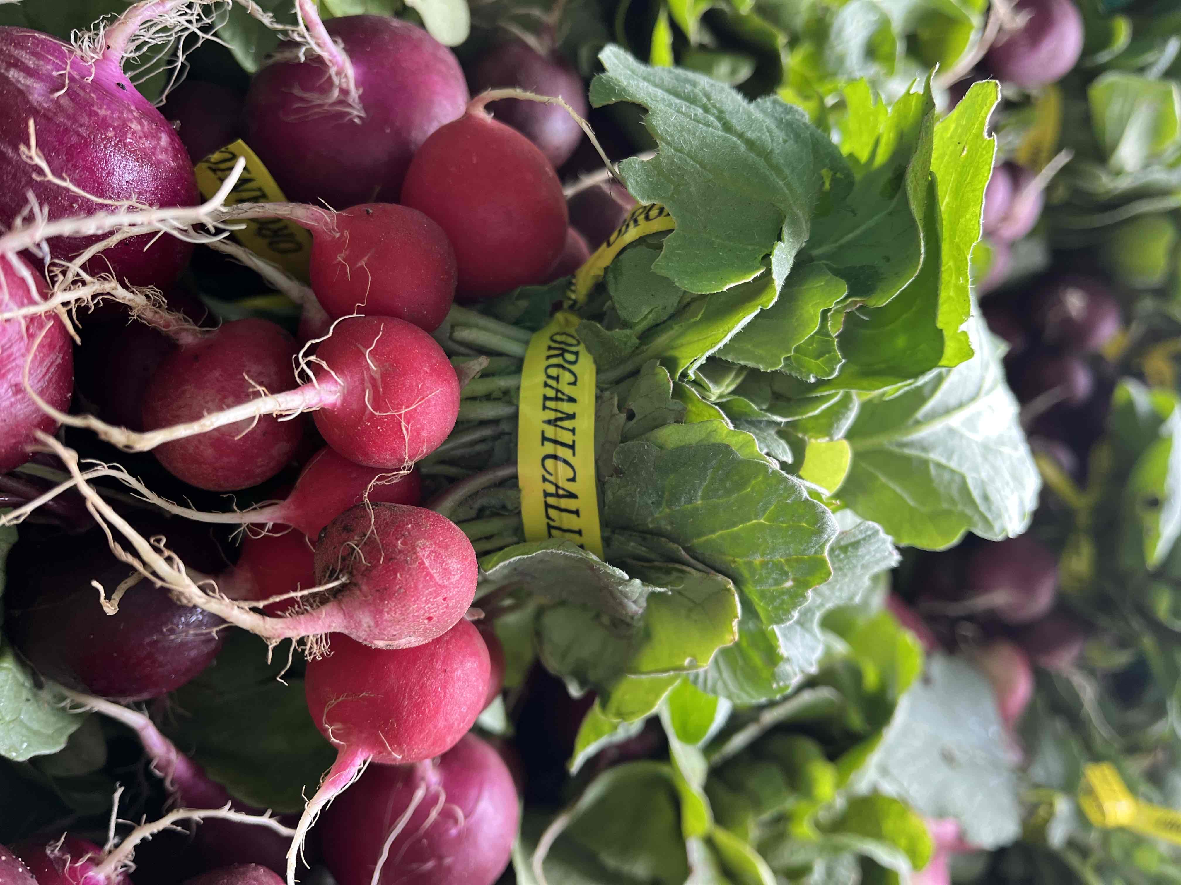 Coastal Roots Farm 