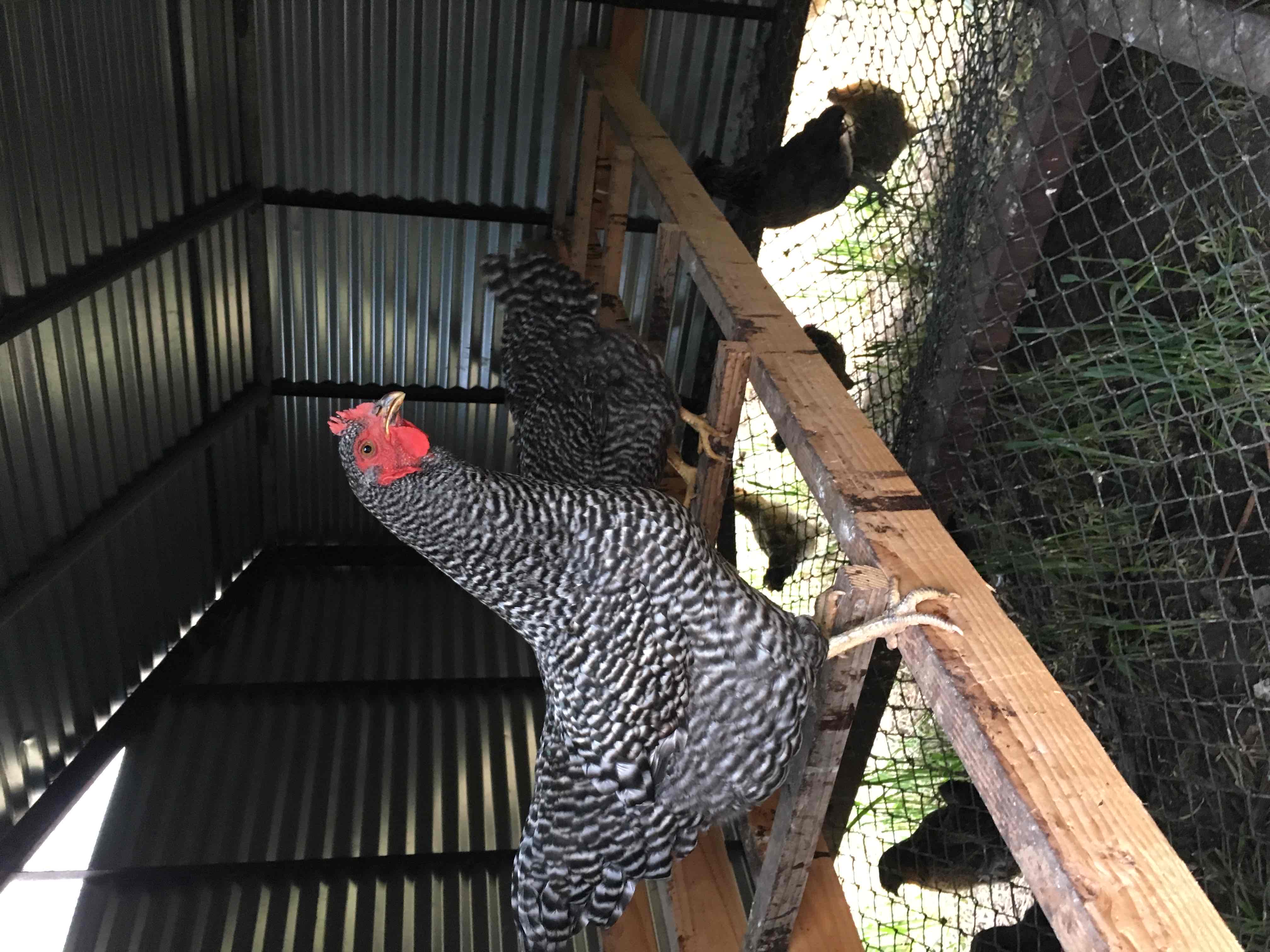 Coastal Roots Farm 