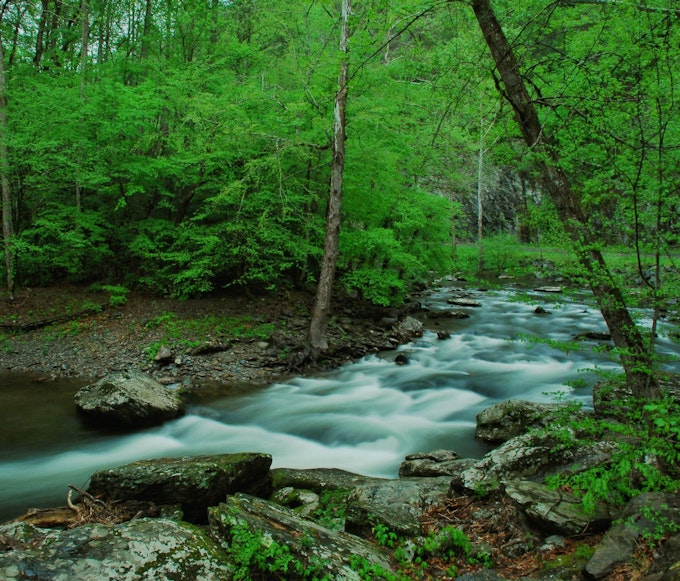 A wide river featuring a lot of rocks and whitewater flows through a forest.