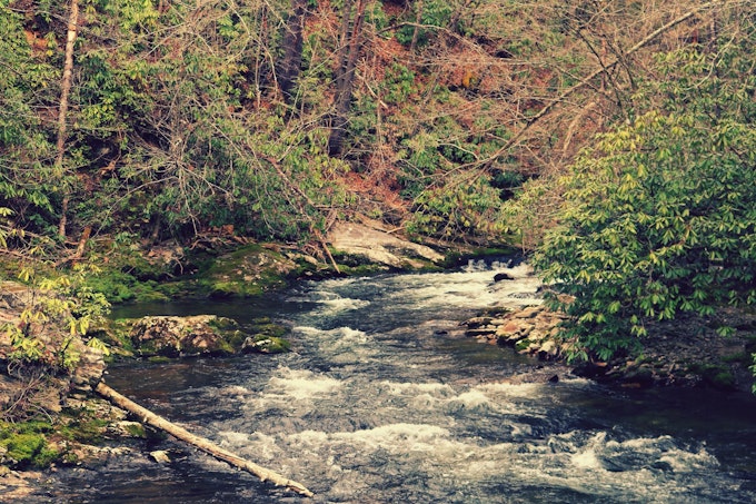 A river with whitewater flows through trees.